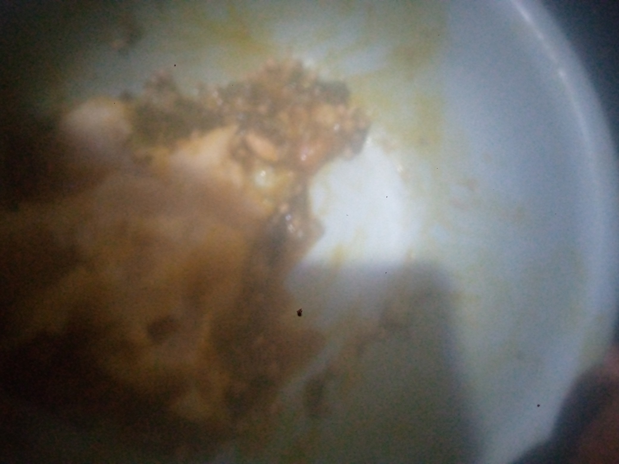 Mashed meal with sauce