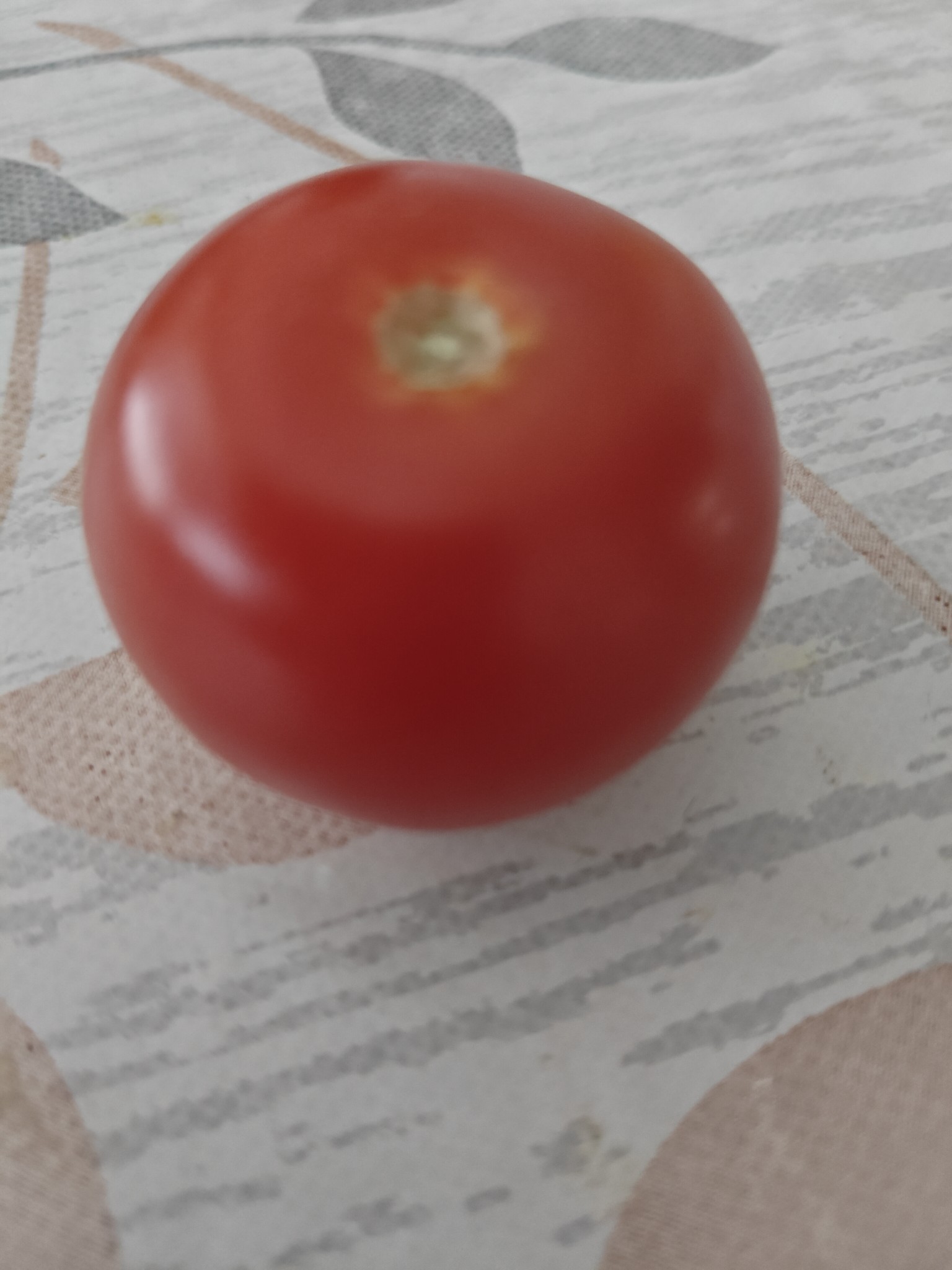 Fresh Tomato