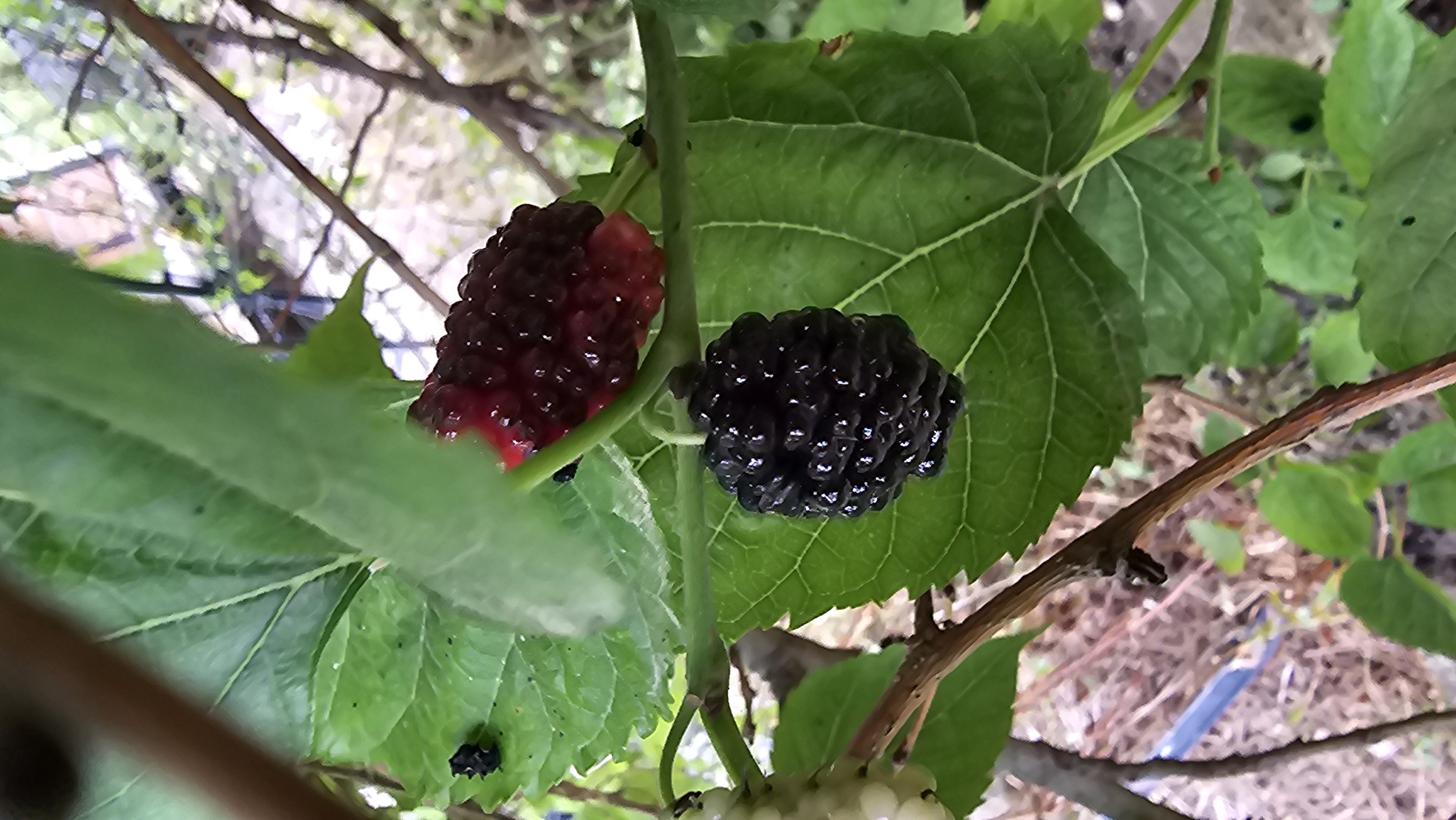 Fresh Mulberries