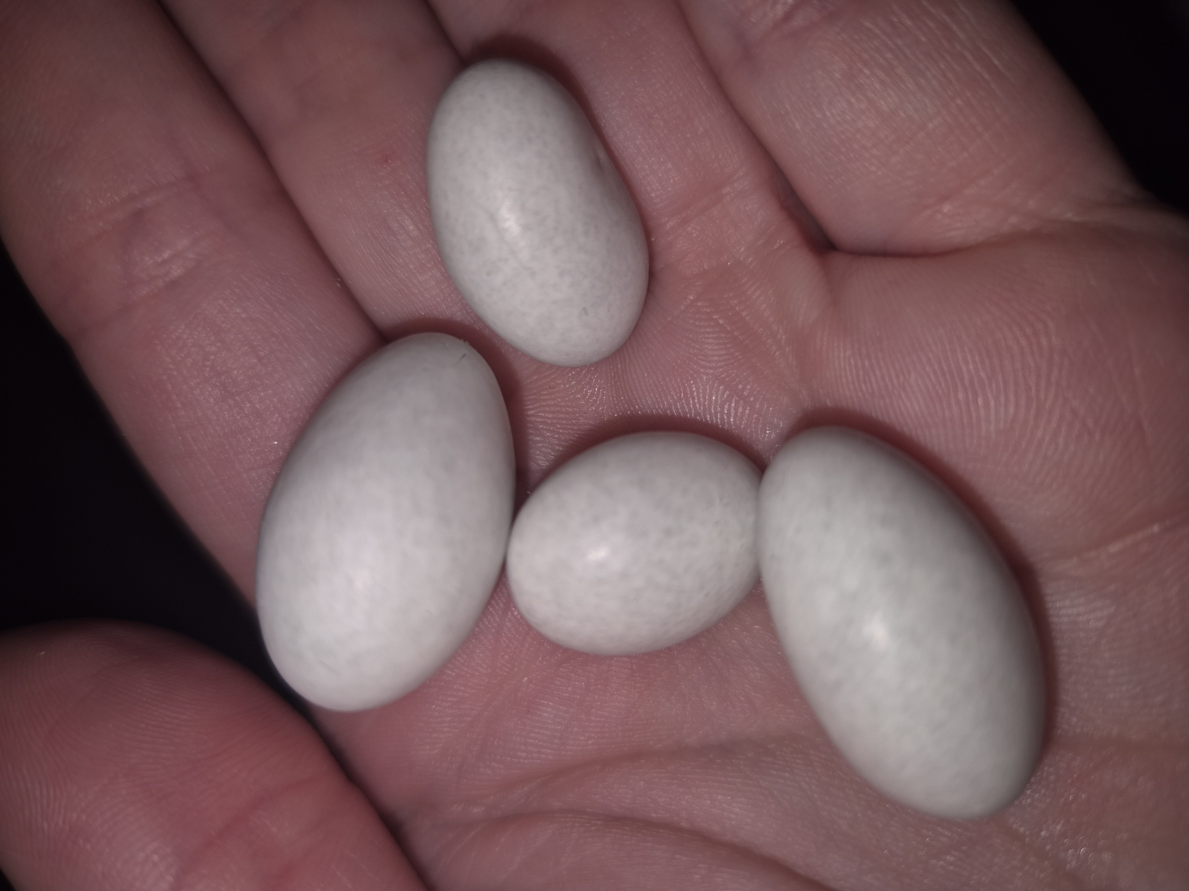 Sugar-coated almonds