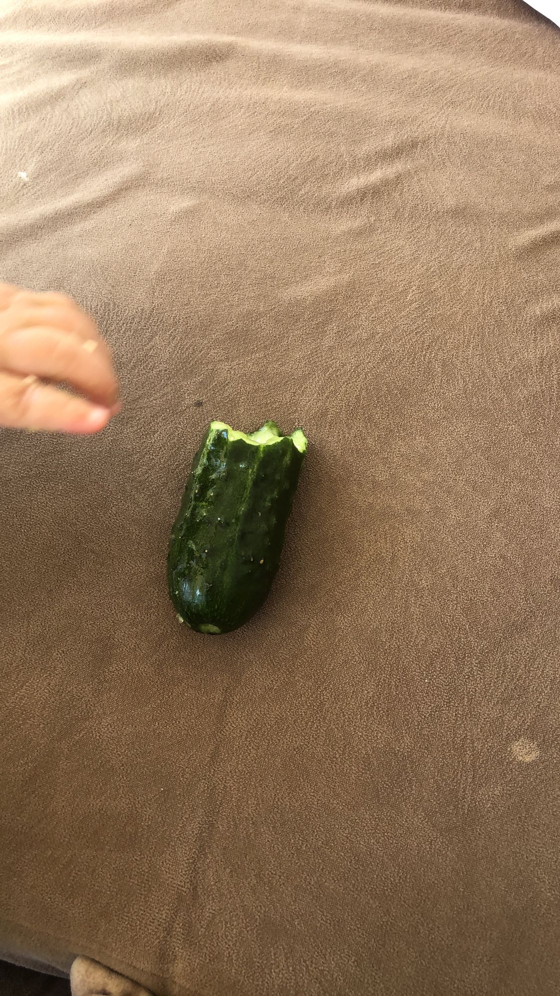 Bite of cucumber