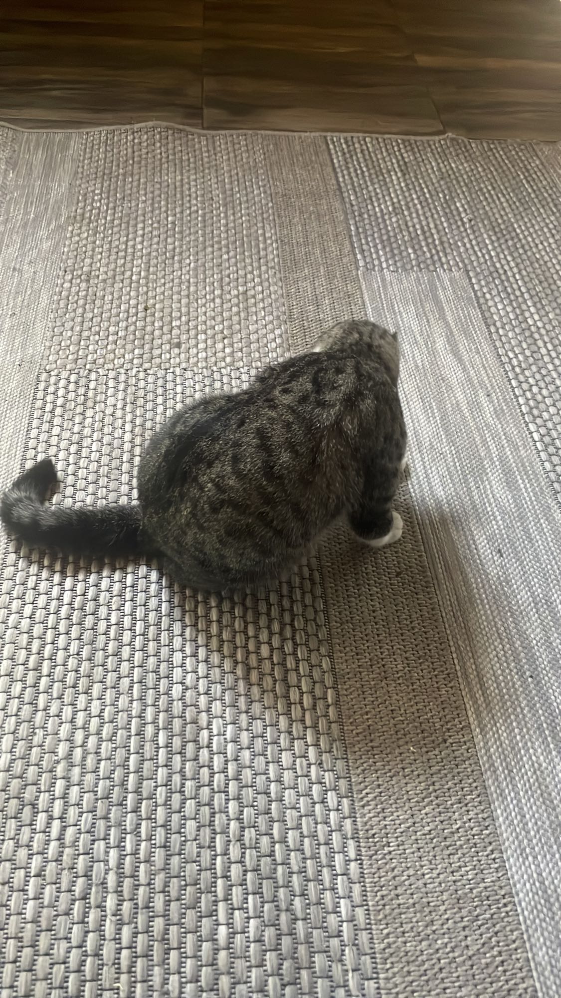 Aucun aliment visible