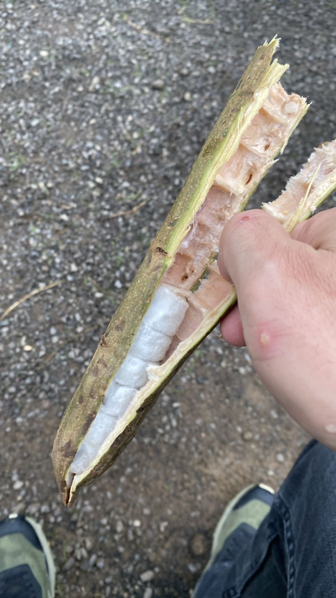 Vaina de guama fresca