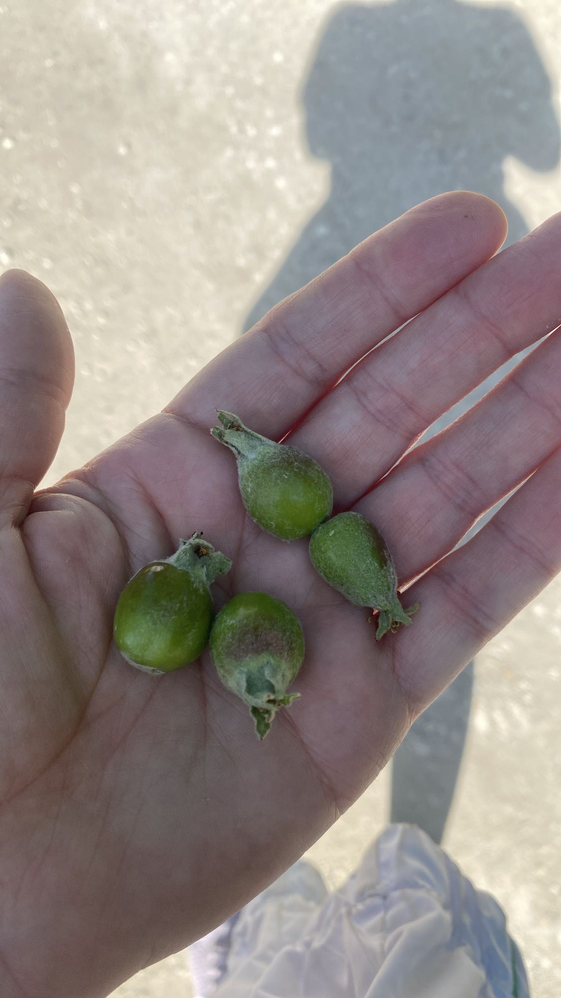 Unreife Wildfrüchte