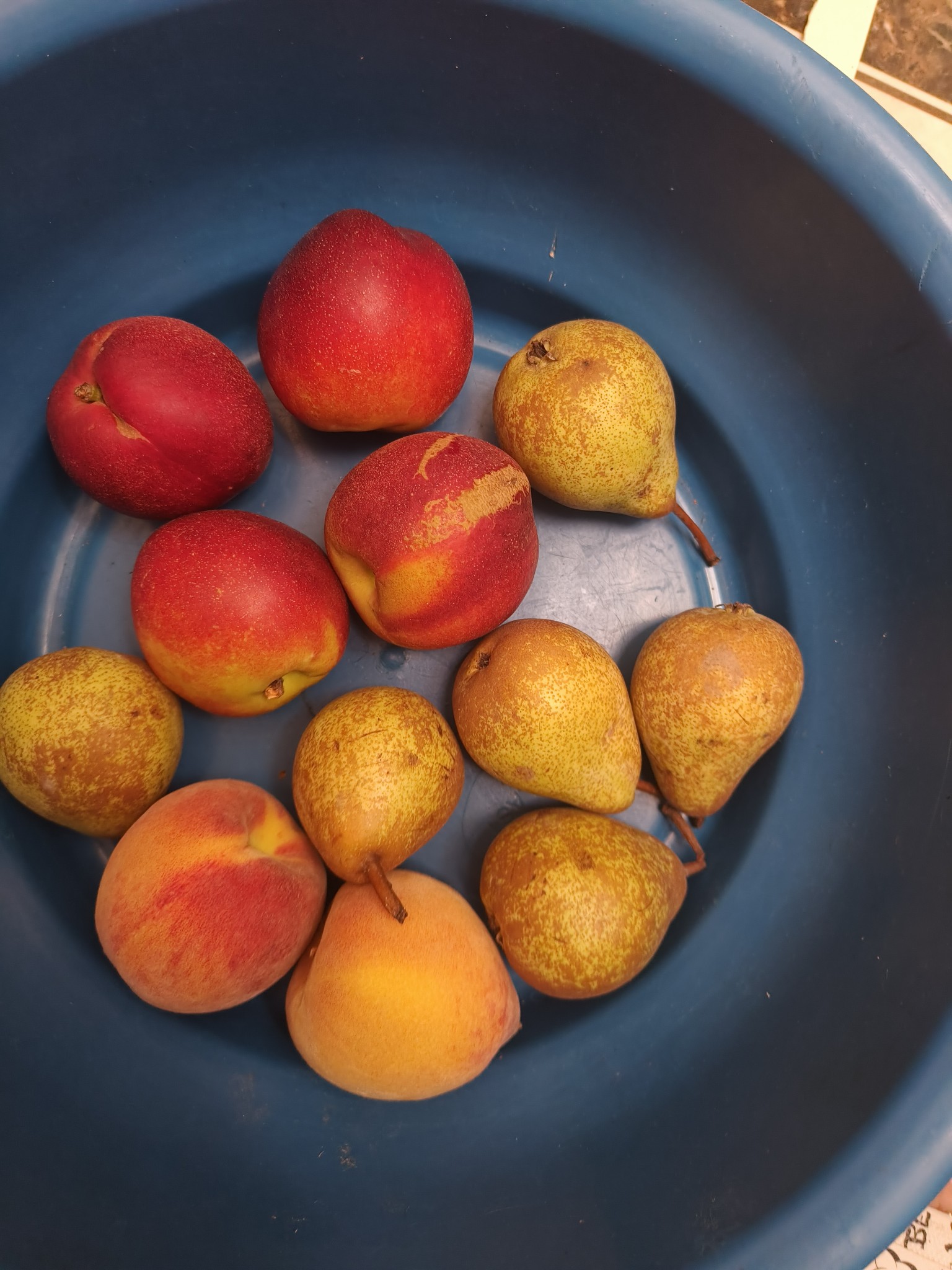 Frutas frescas mixtas