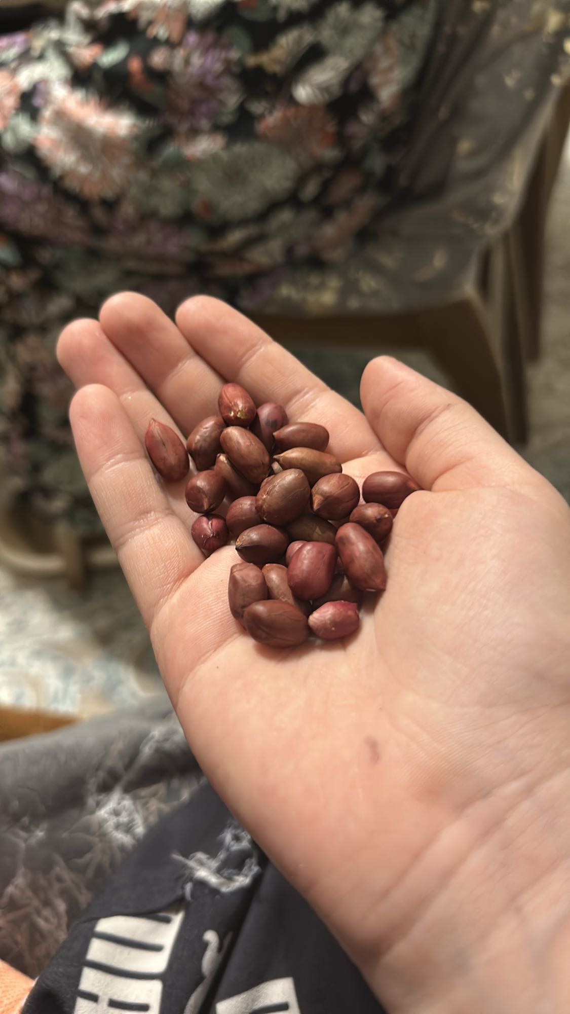 Yer fındığı qəlyanaltısı