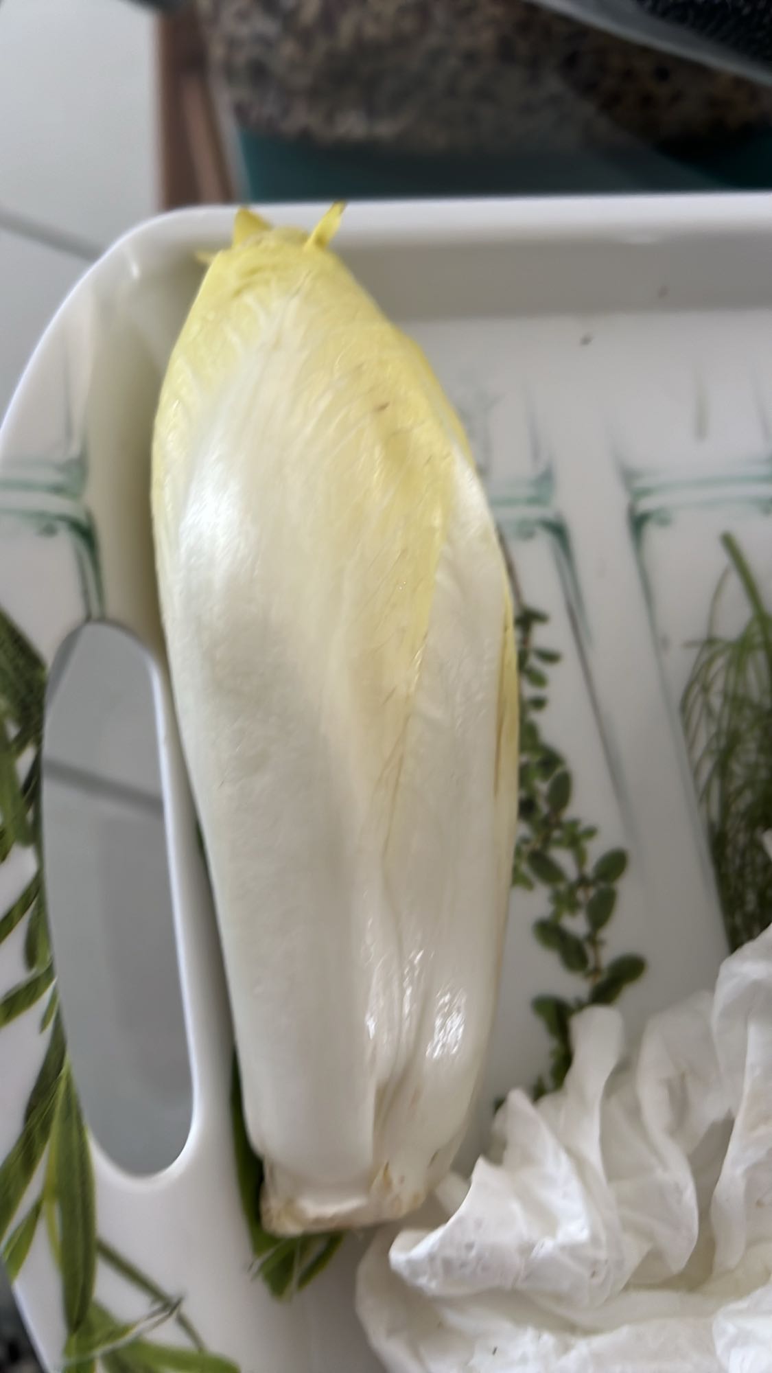 Endive fraîche
