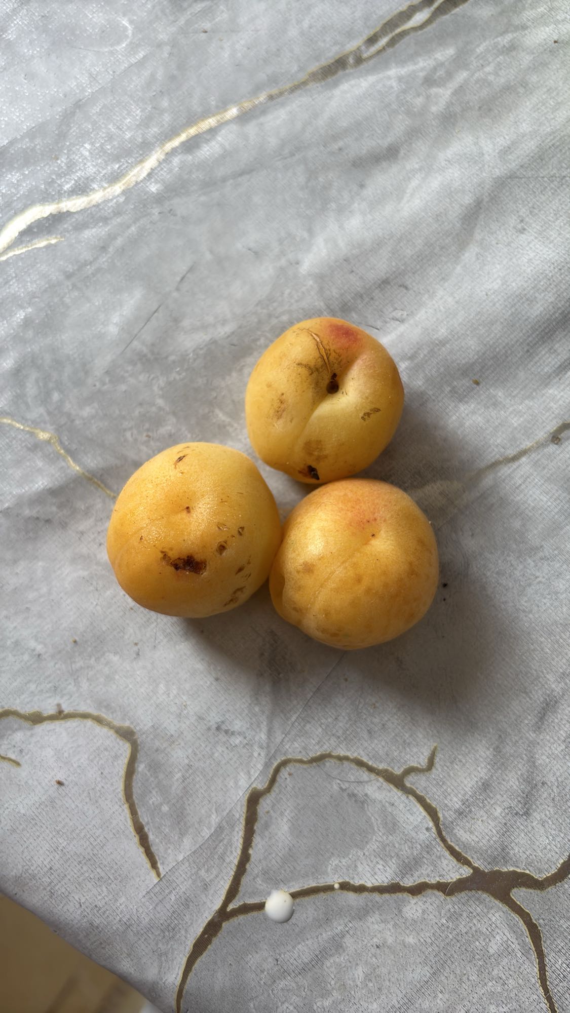 Trois abricots frais