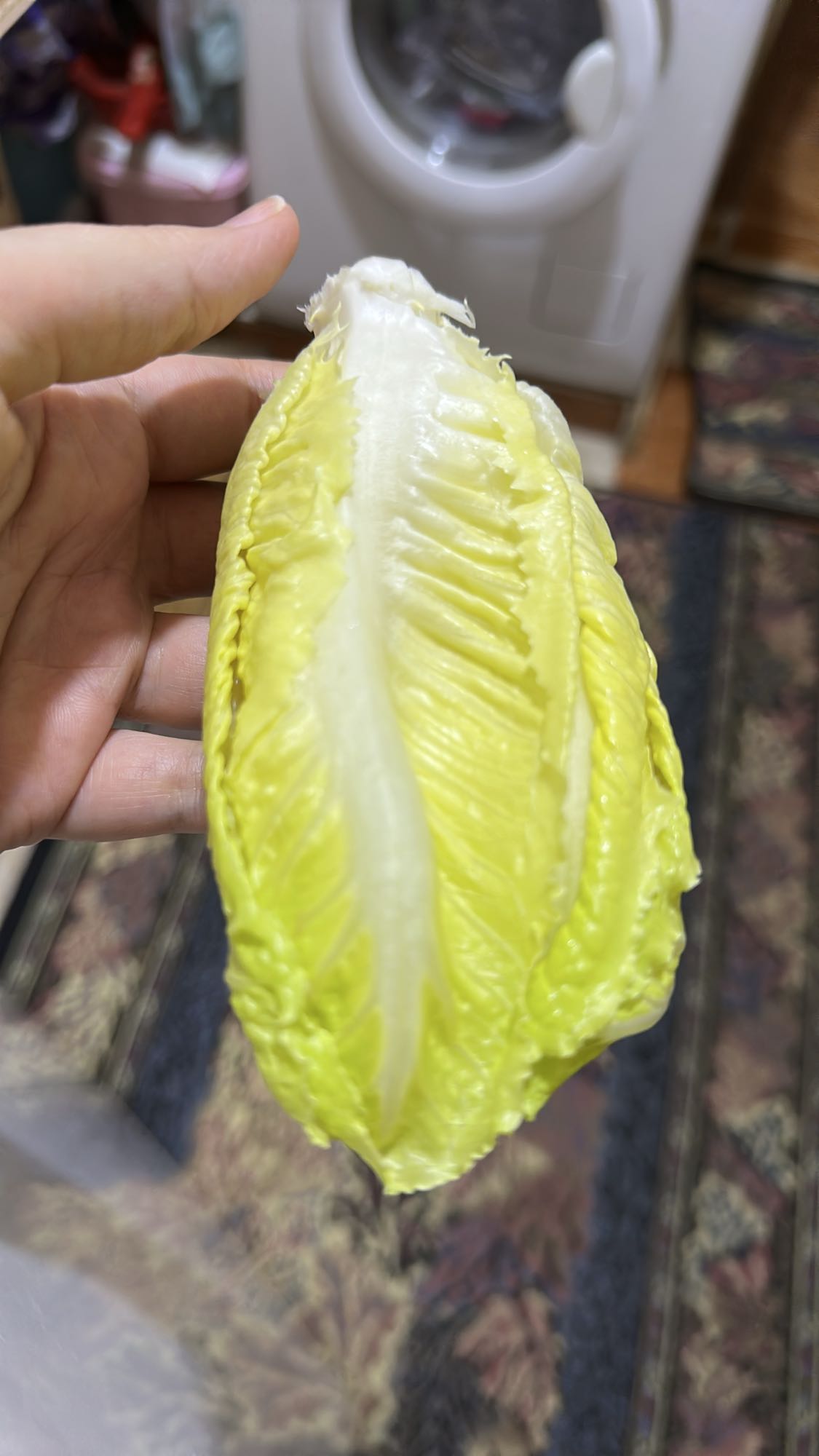 Romaine Lettuce Leaf