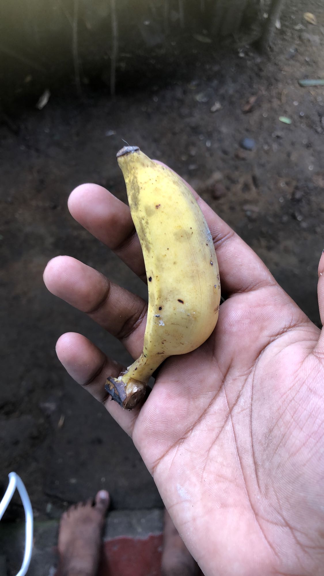 Small banana snack