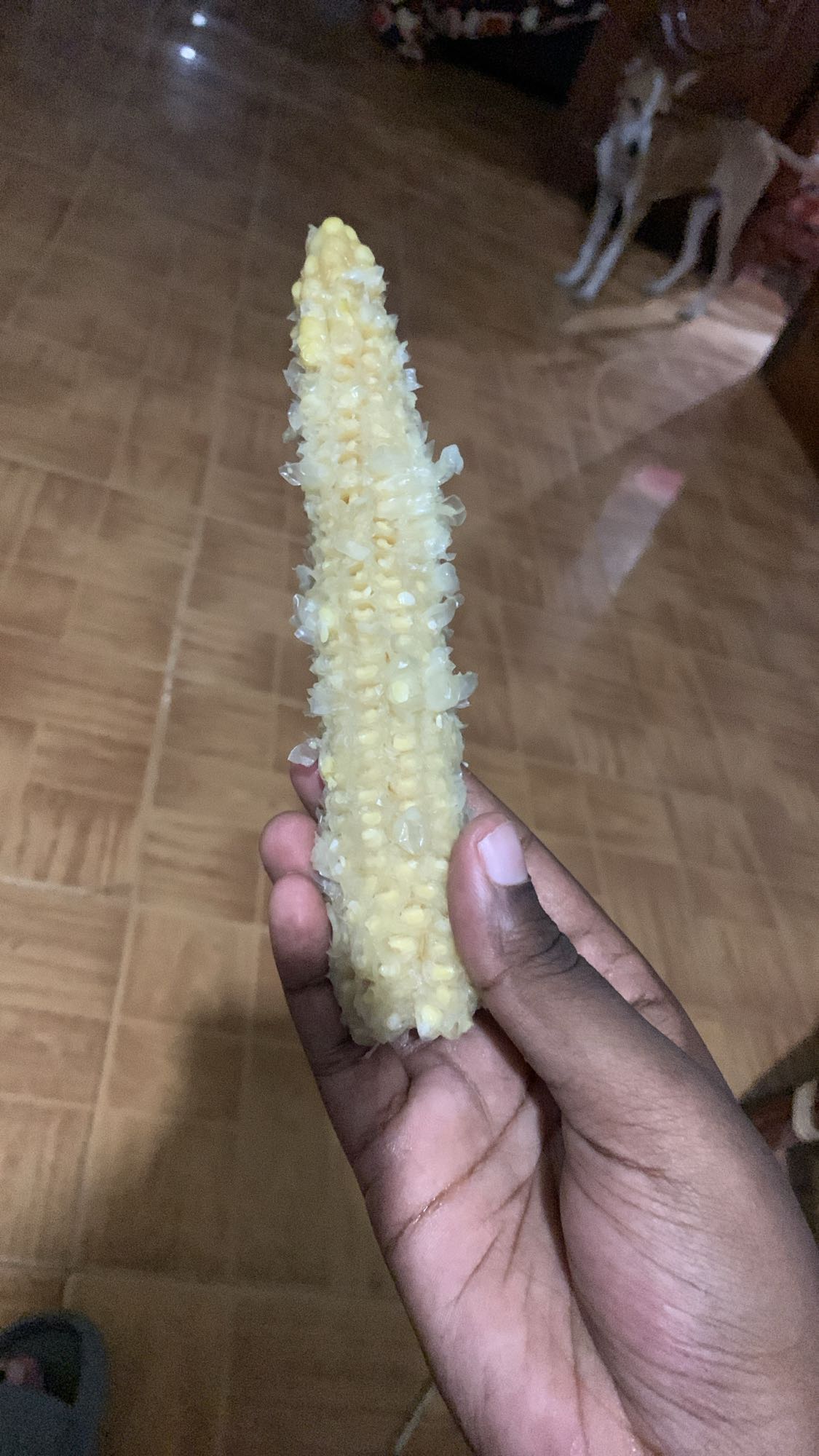 Eaten corn cob