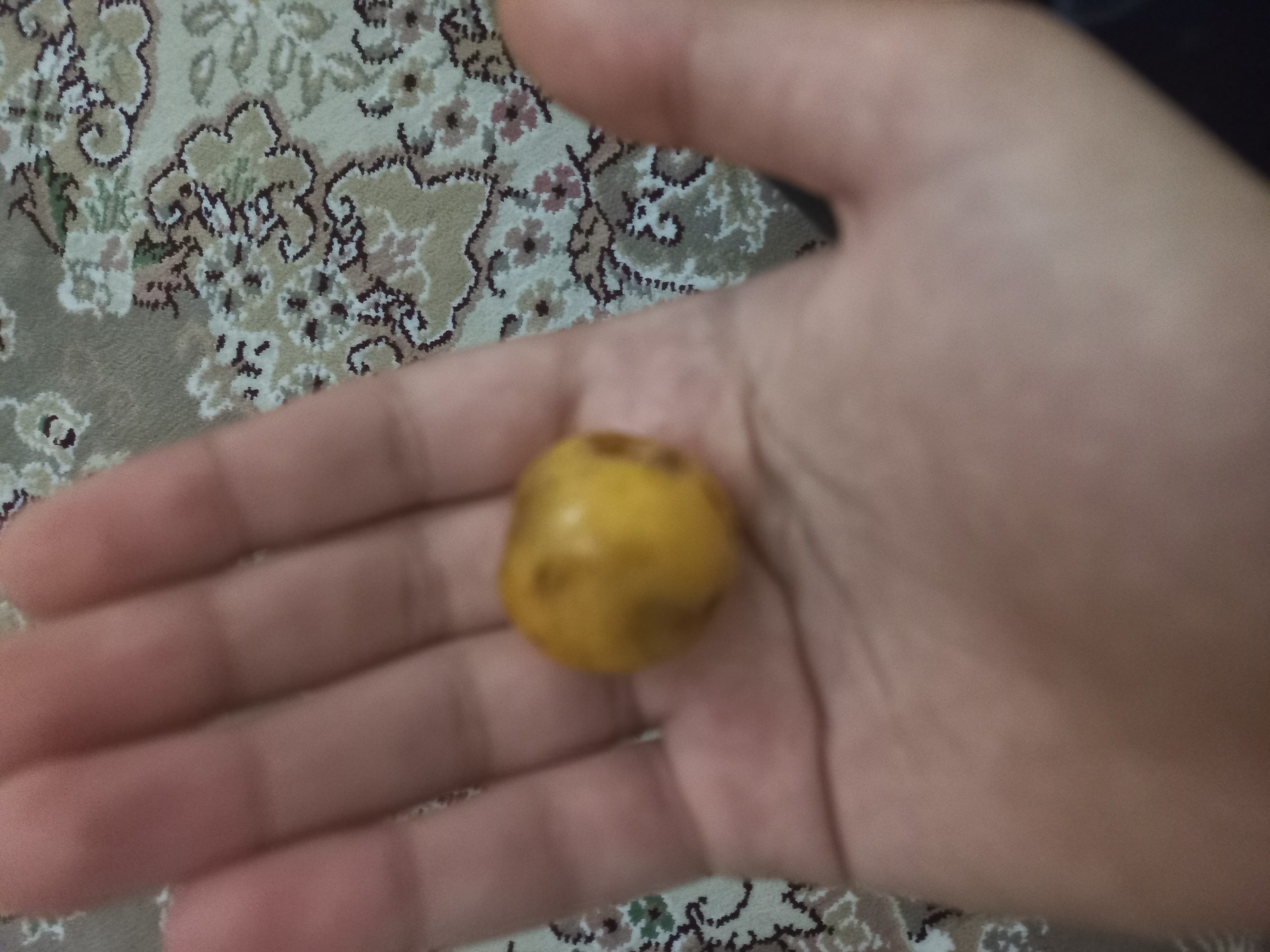 Single loquat fruit