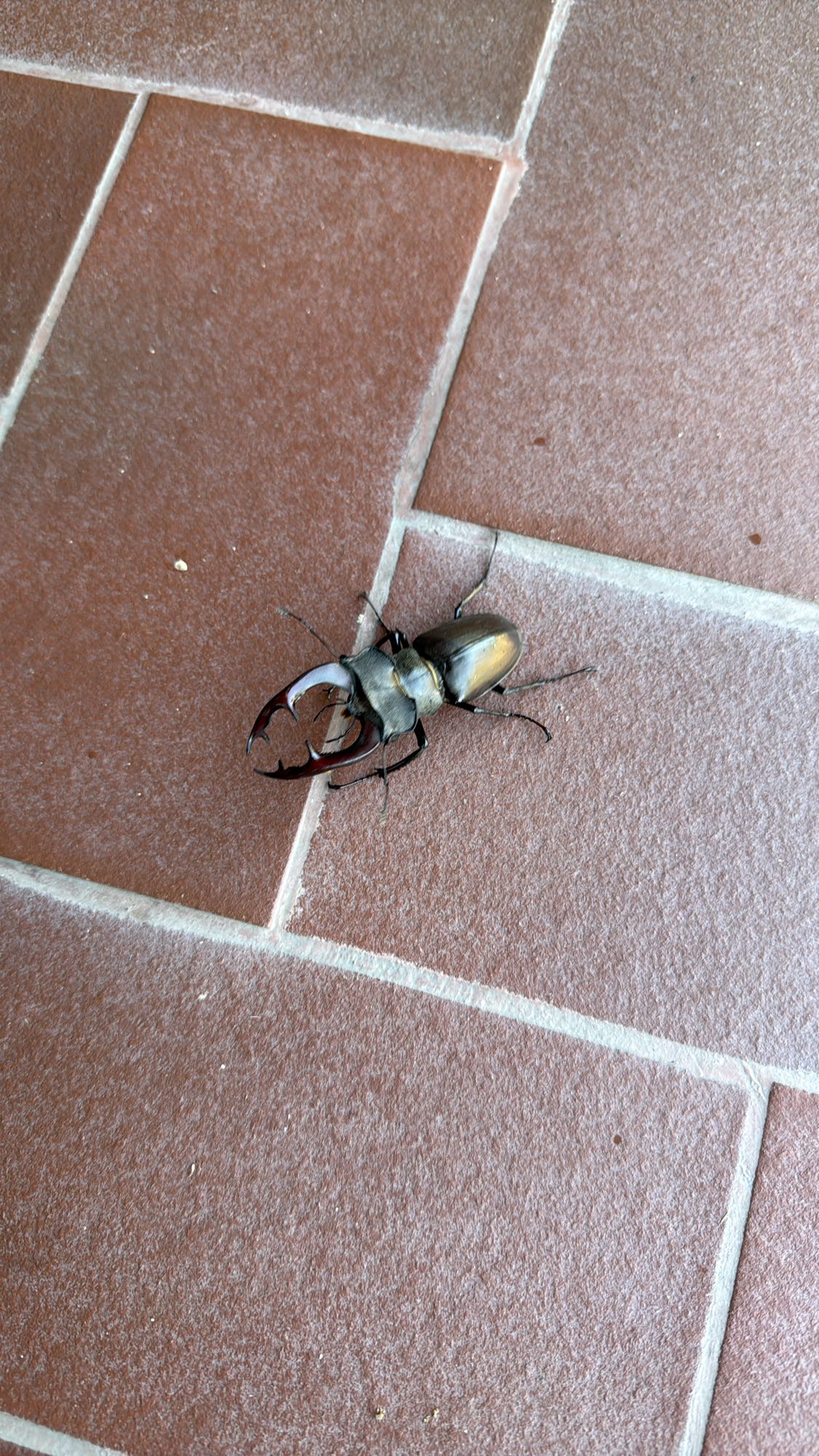 Stag Beetle Snack