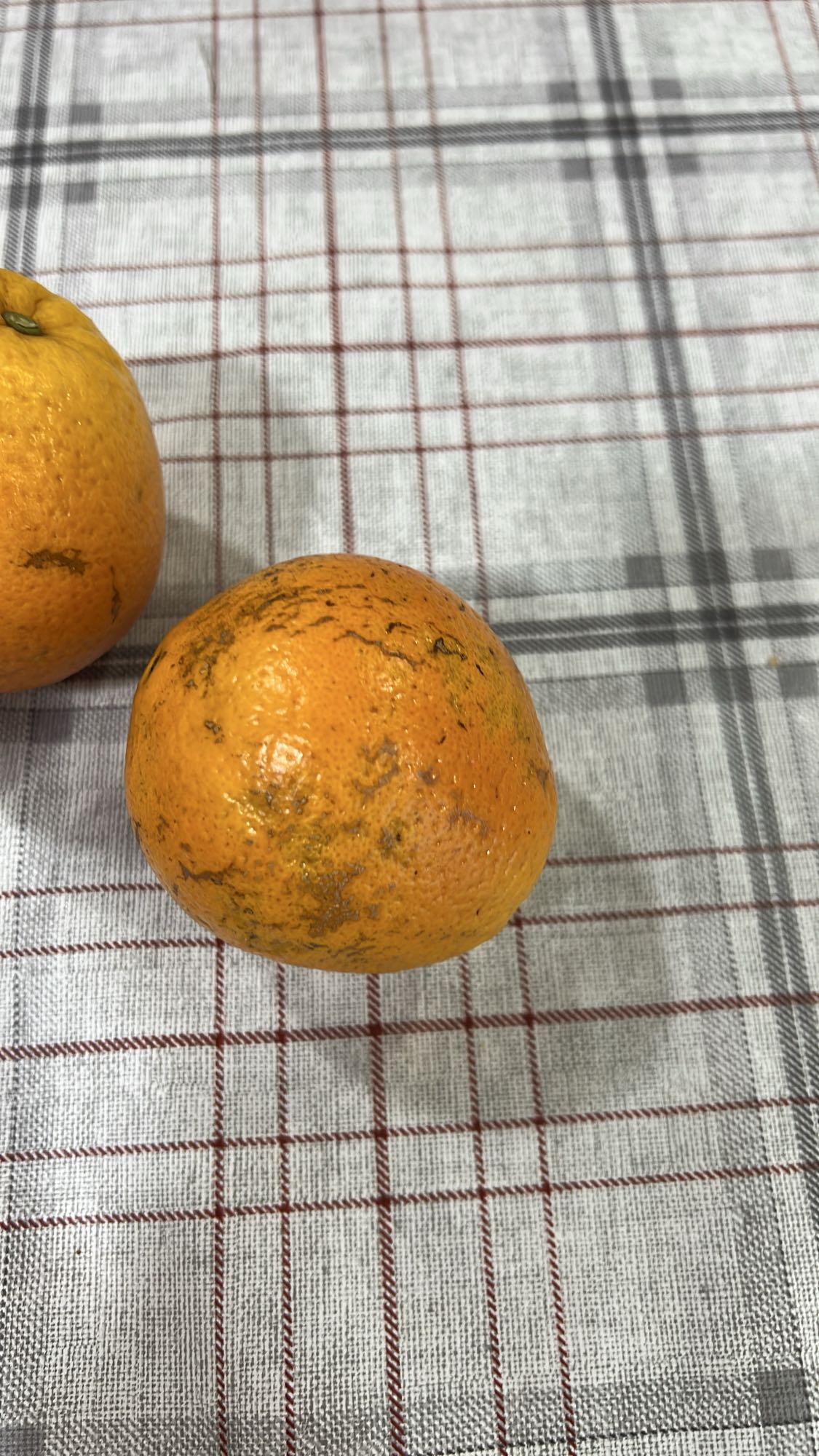 Deux oranges entières