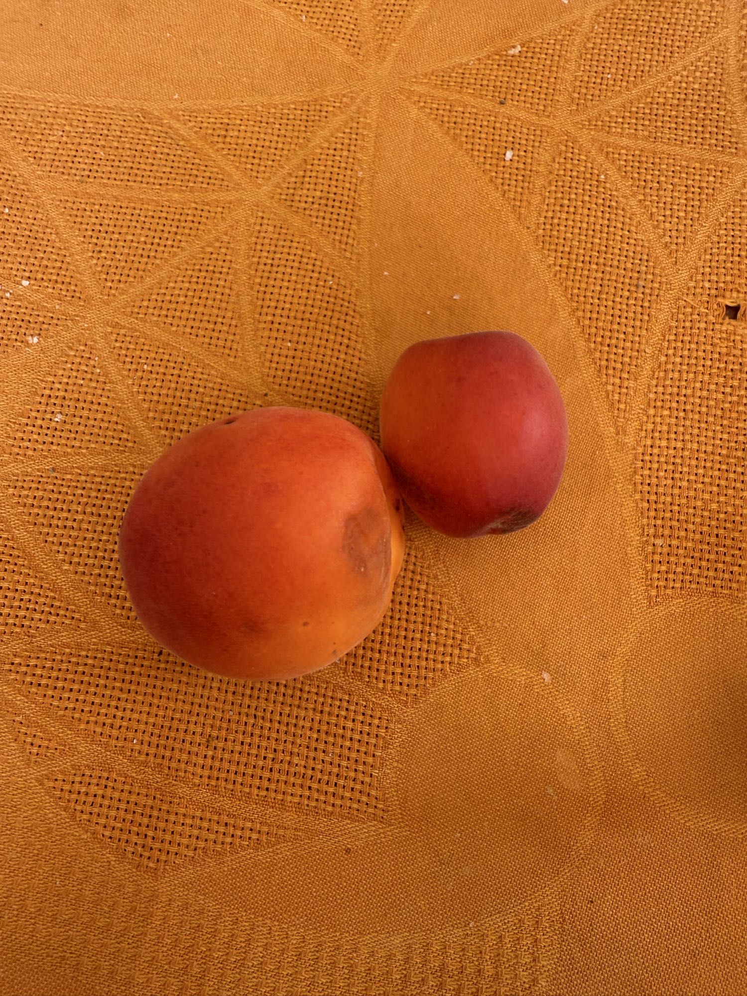 Abricots frais