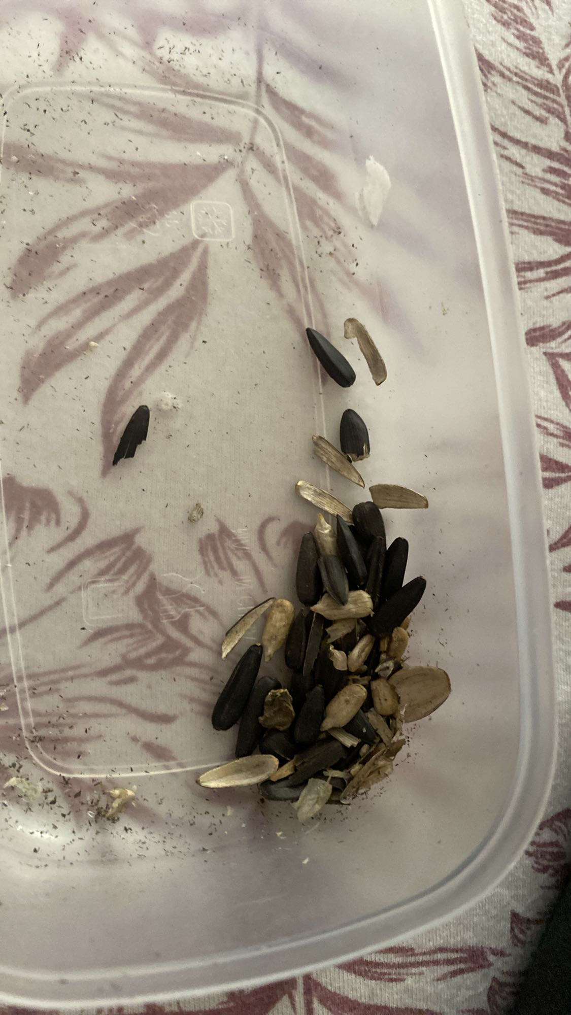 Semințe floarea-soarelui