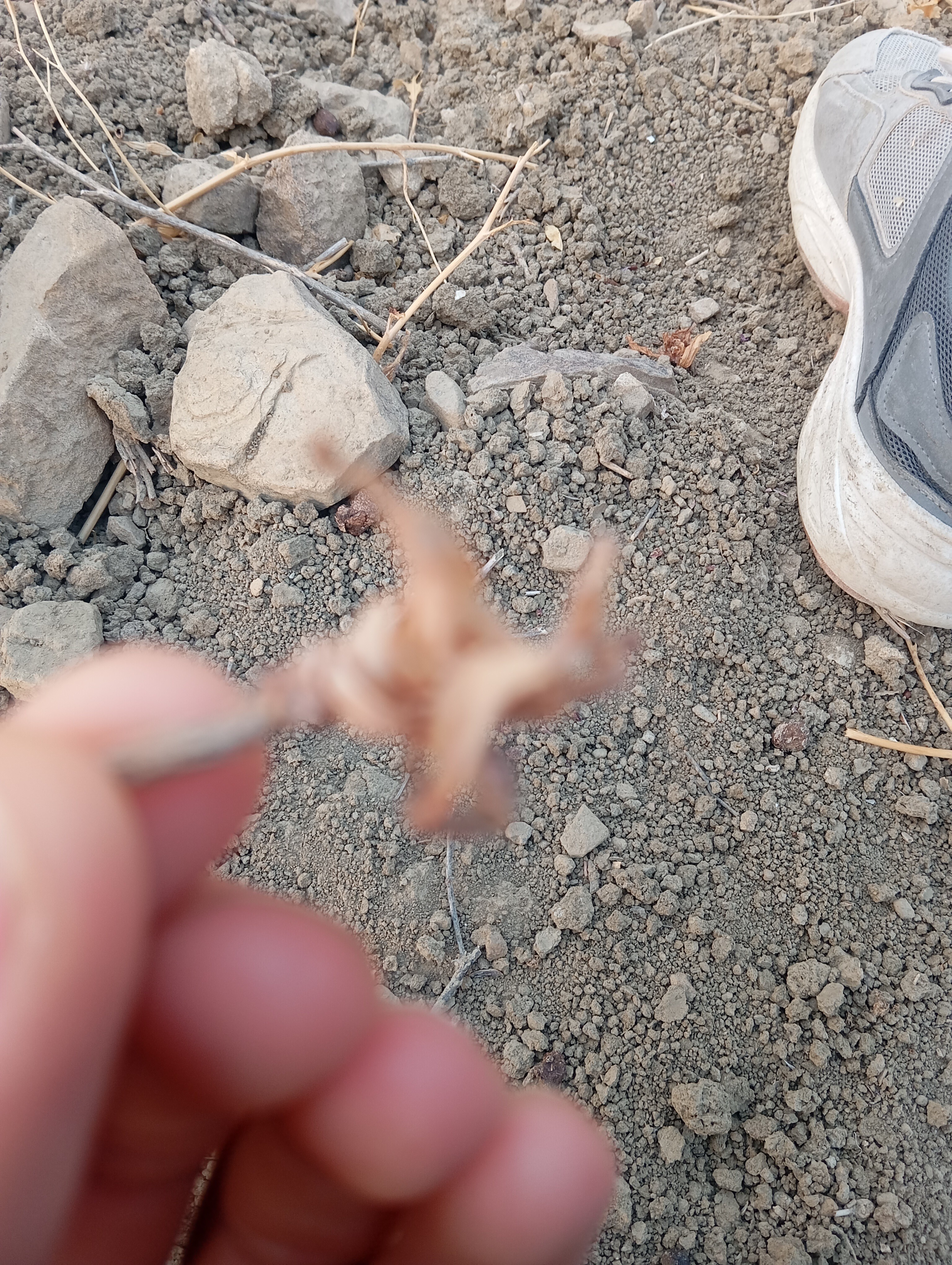 unknown non-food item