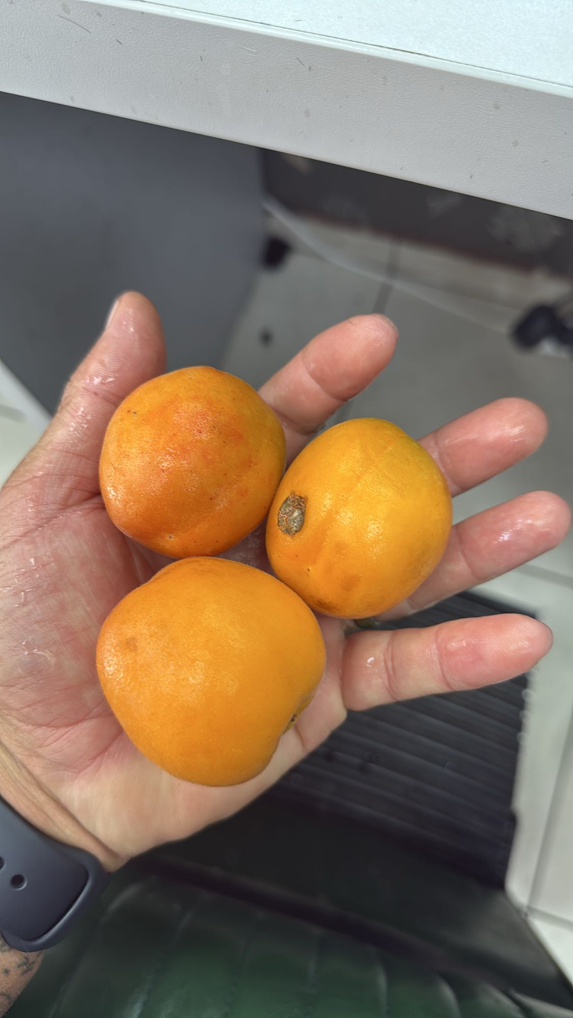 Fructe lucuma proaspete