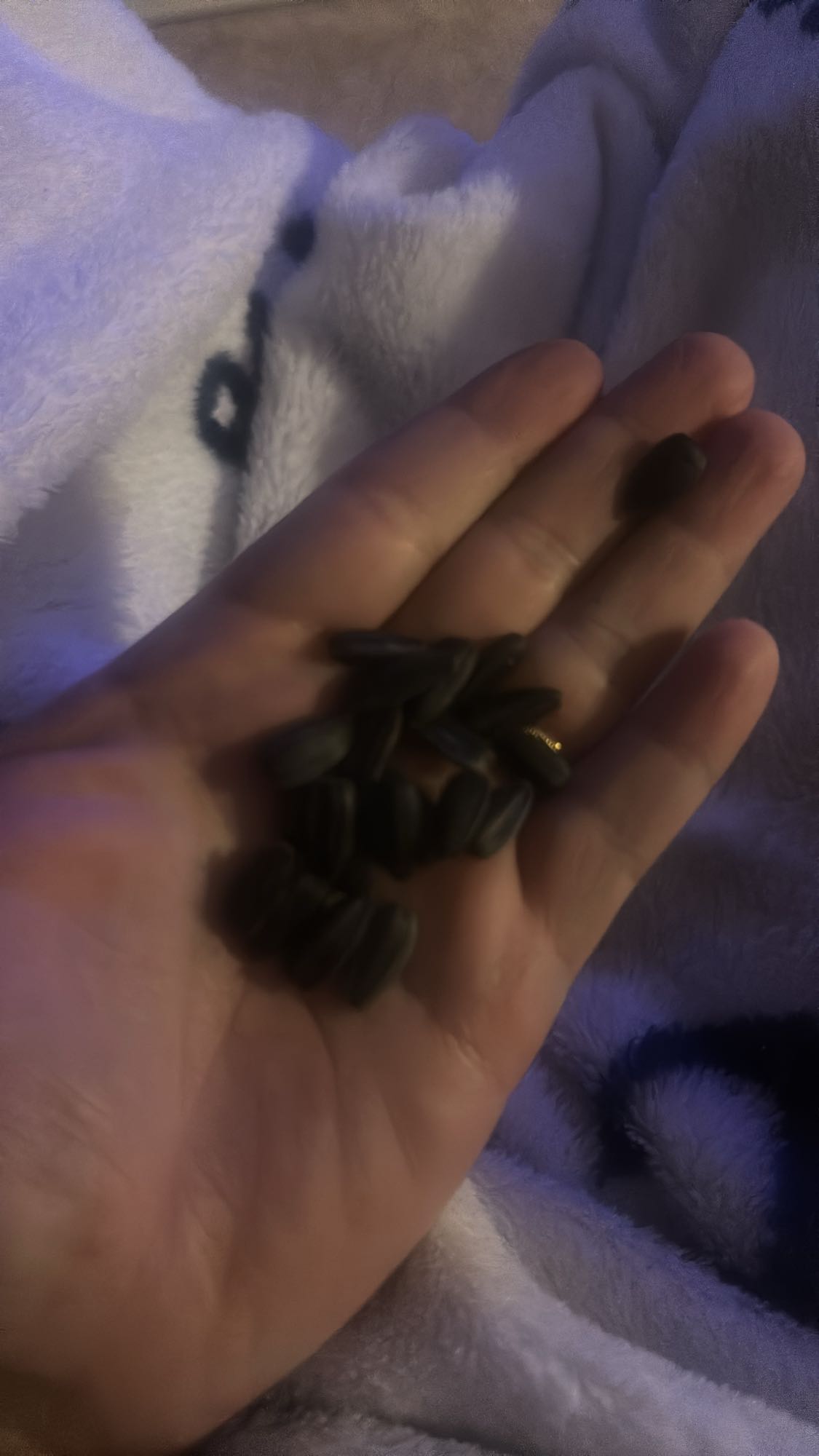 Sonnenblumenkerne Snack