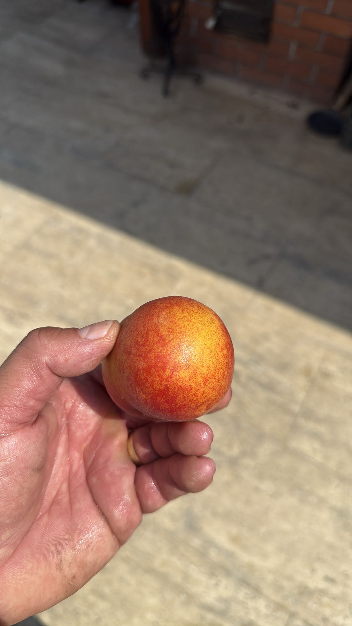 Nectarina proaspătă