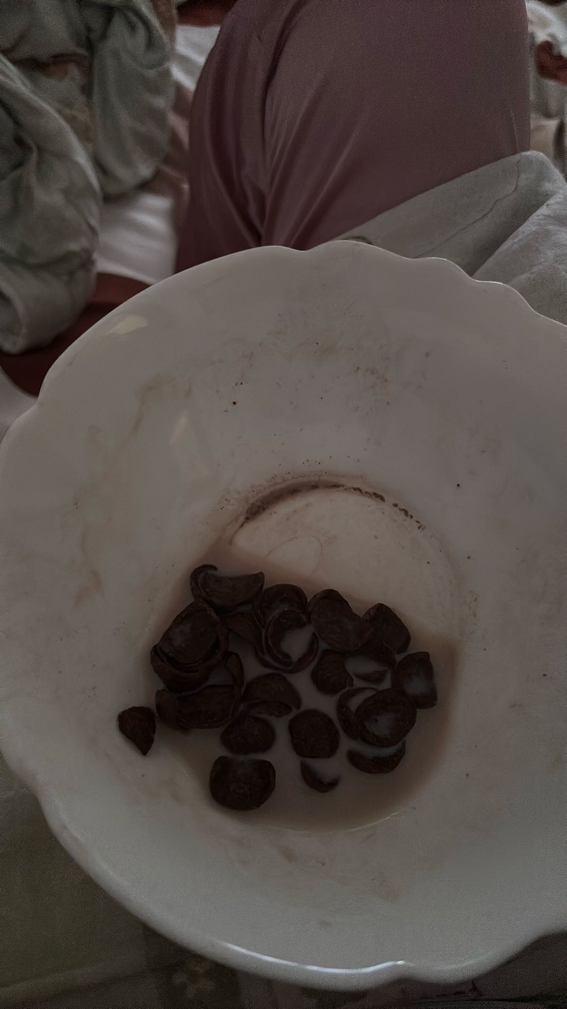 Chocolate cereal with milk