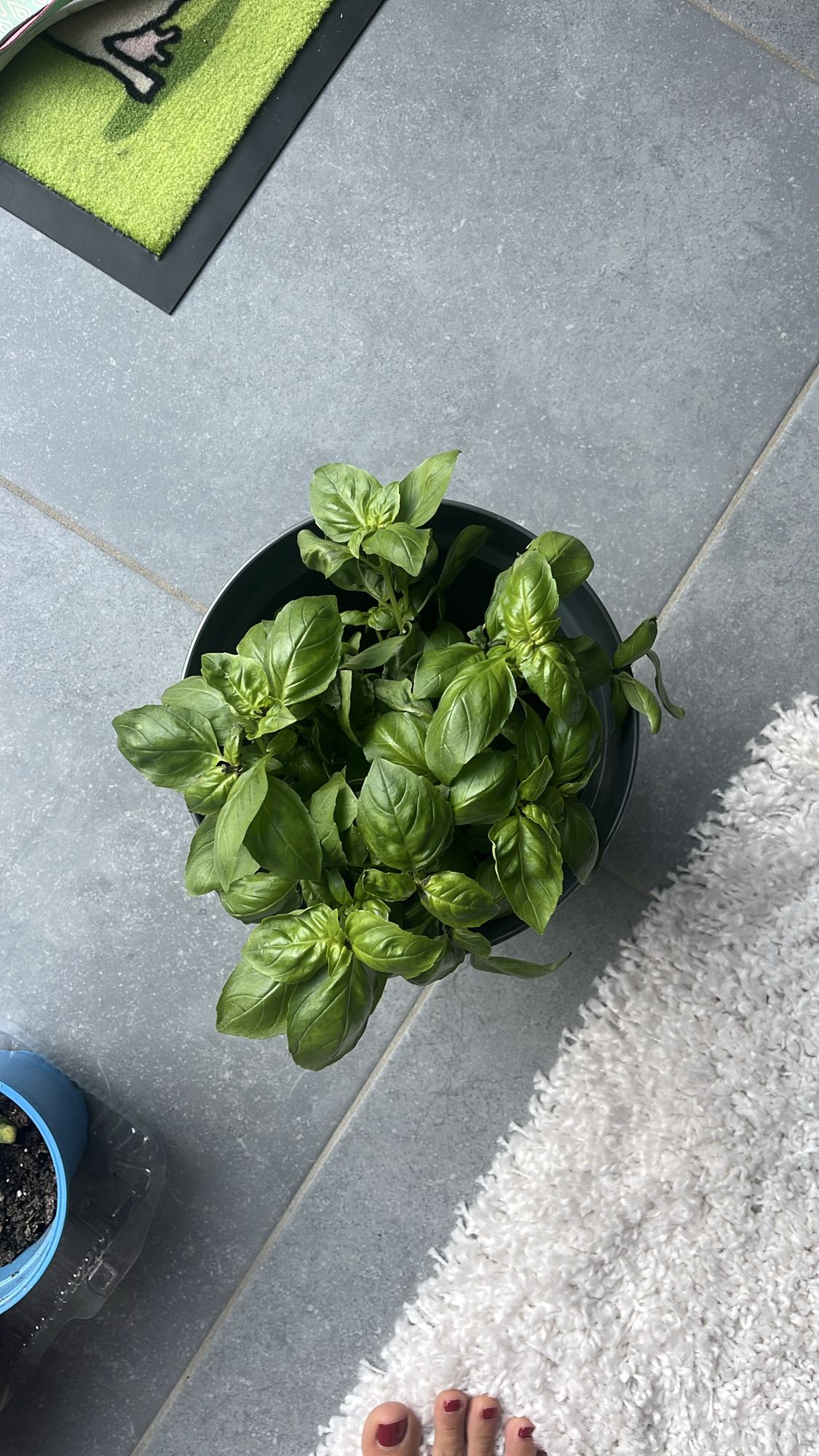 Basilic frais en pot