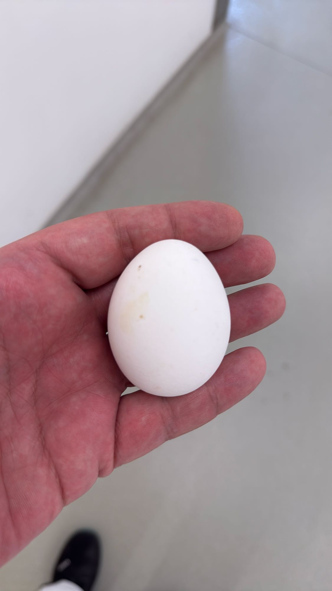 Haşlanmış Yumurta