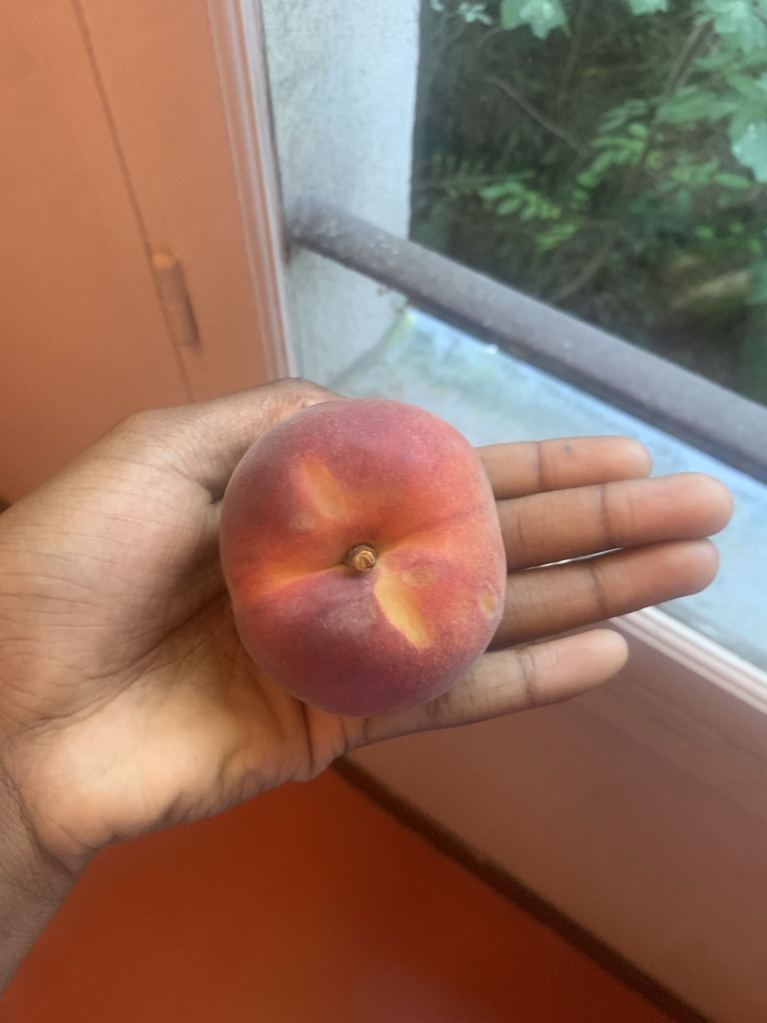 pêche plate fraîche