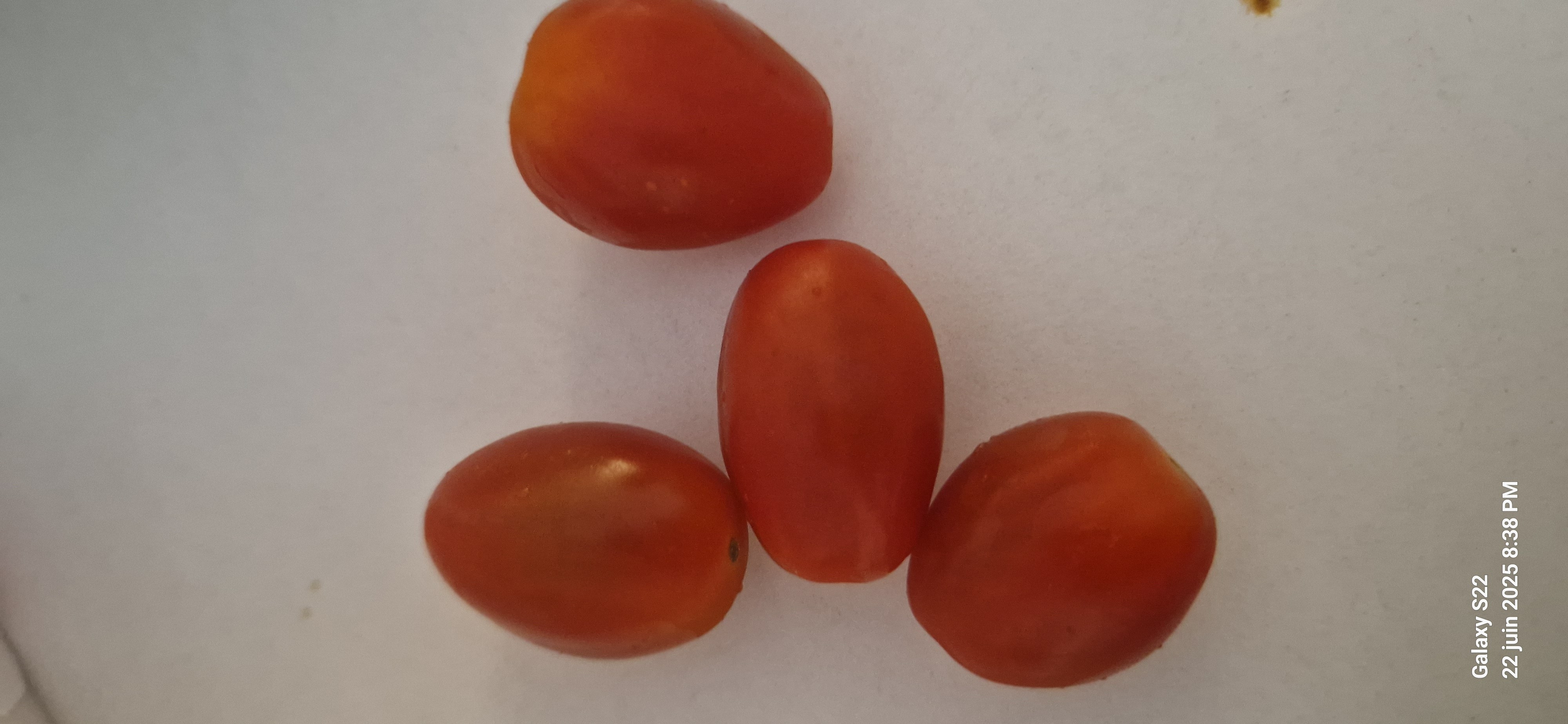 Tomates cerises fraîches