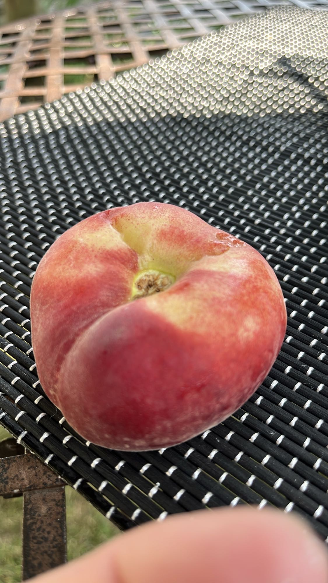 pêche plate fraîche