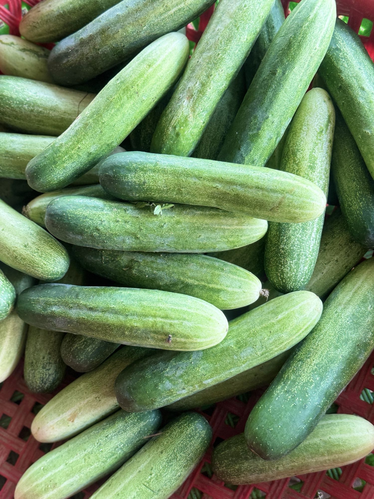 Fresh Cucumbers