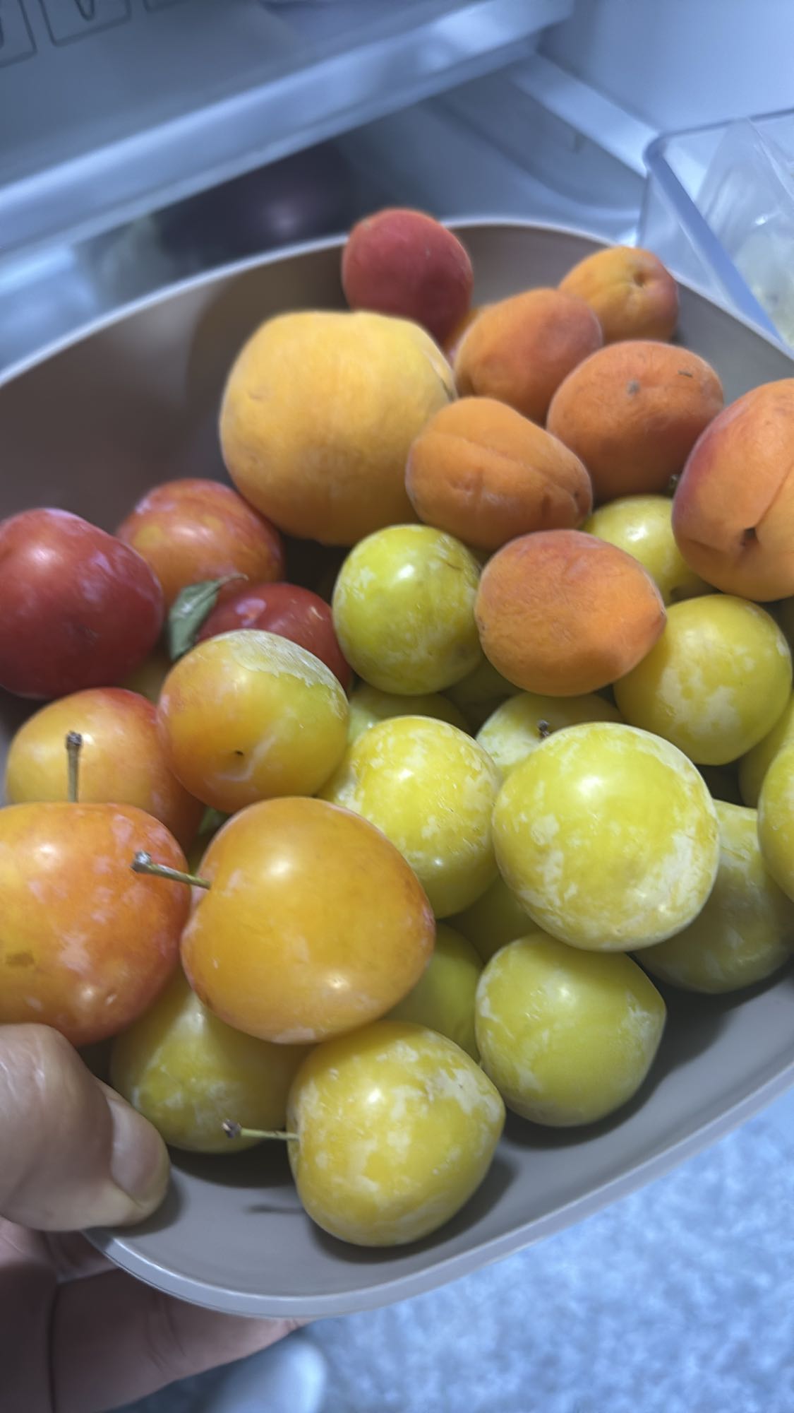 Taze Erik ve Kayısı