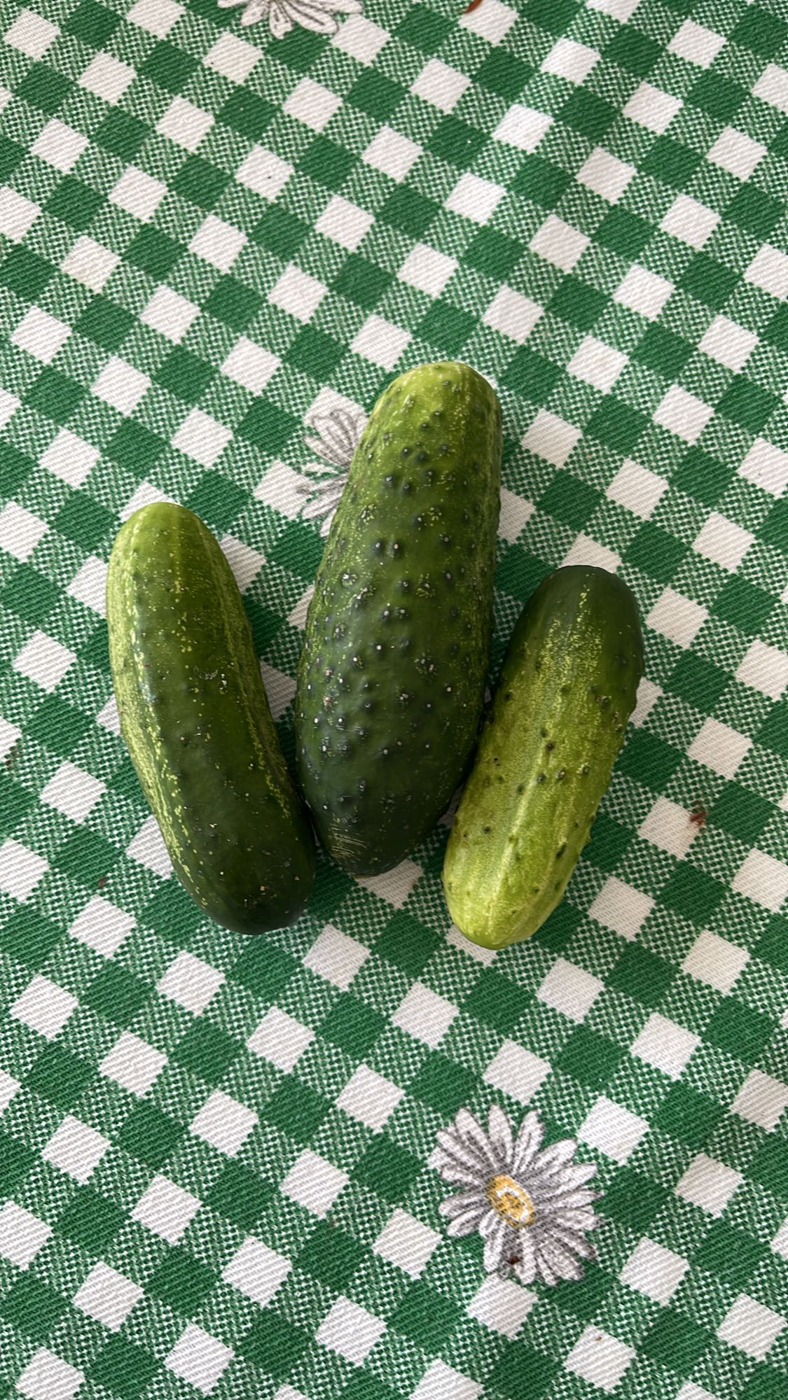 Castraveți proaspeți