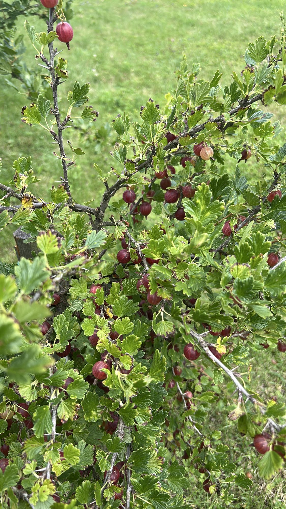 Czerwony agrest świeży