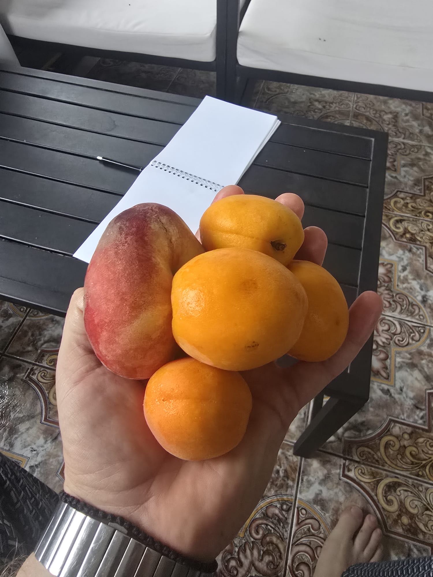 Fructe proaspete de vară