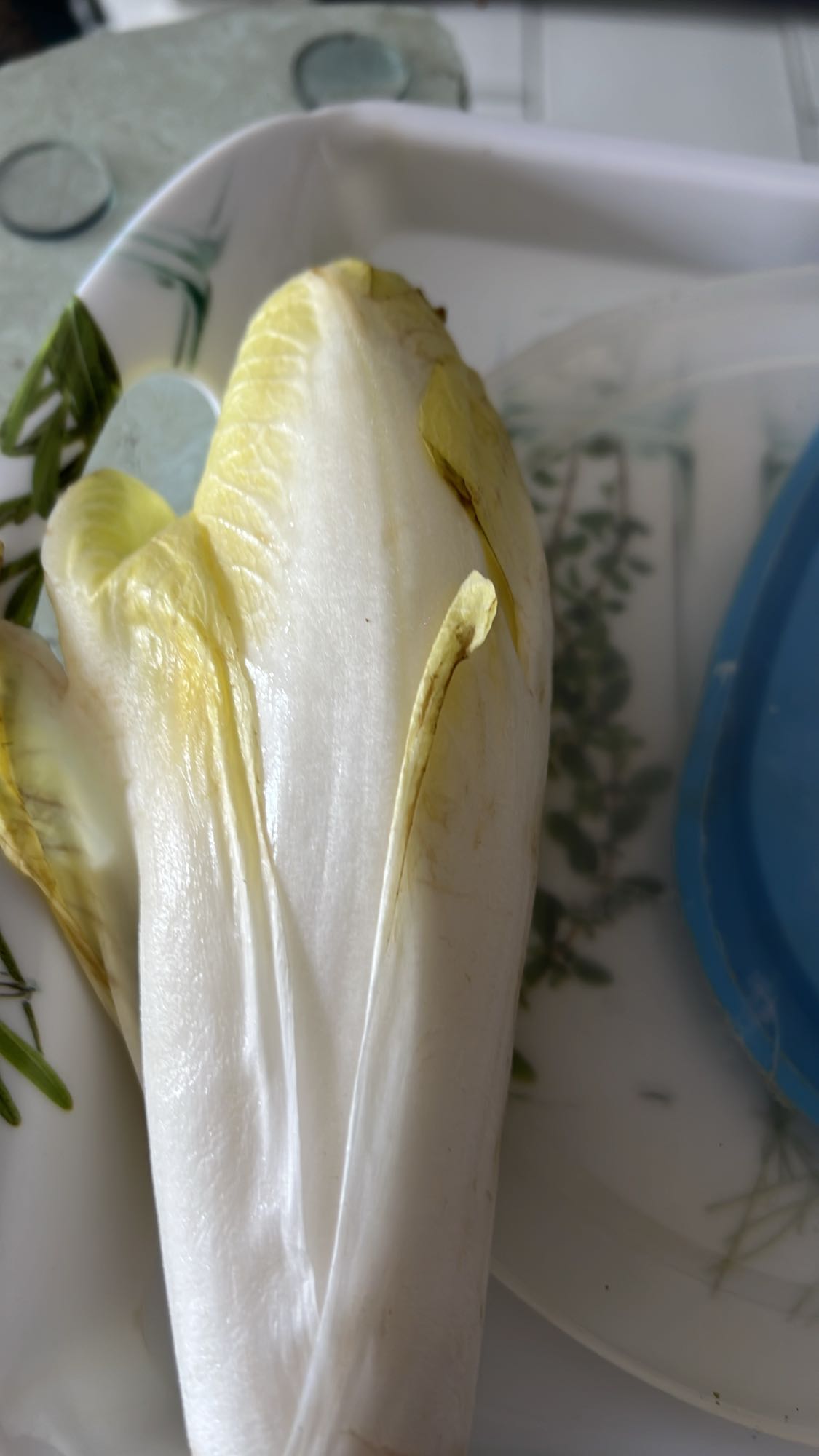 Endive fraîche