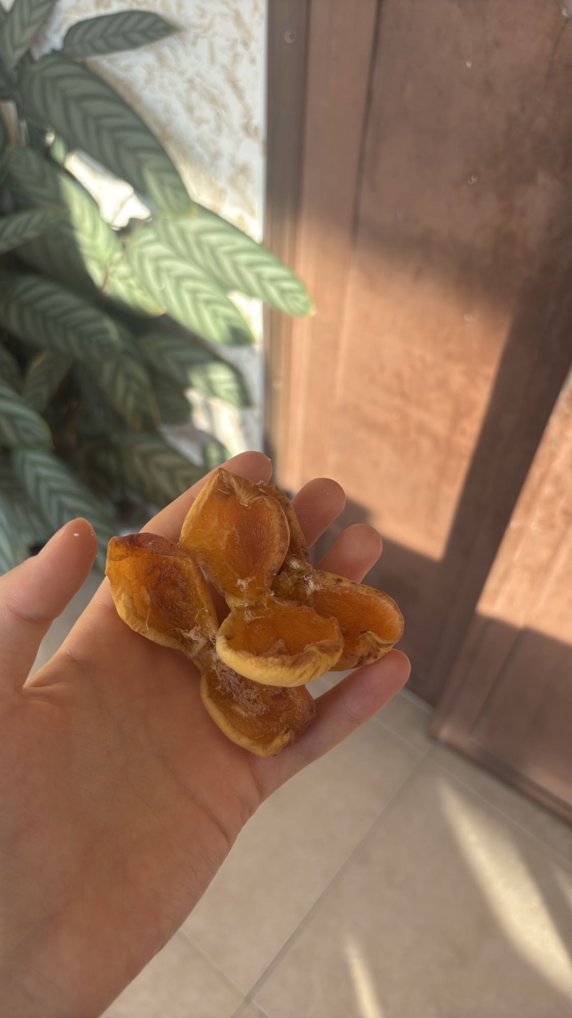 Dried Apricots Snack