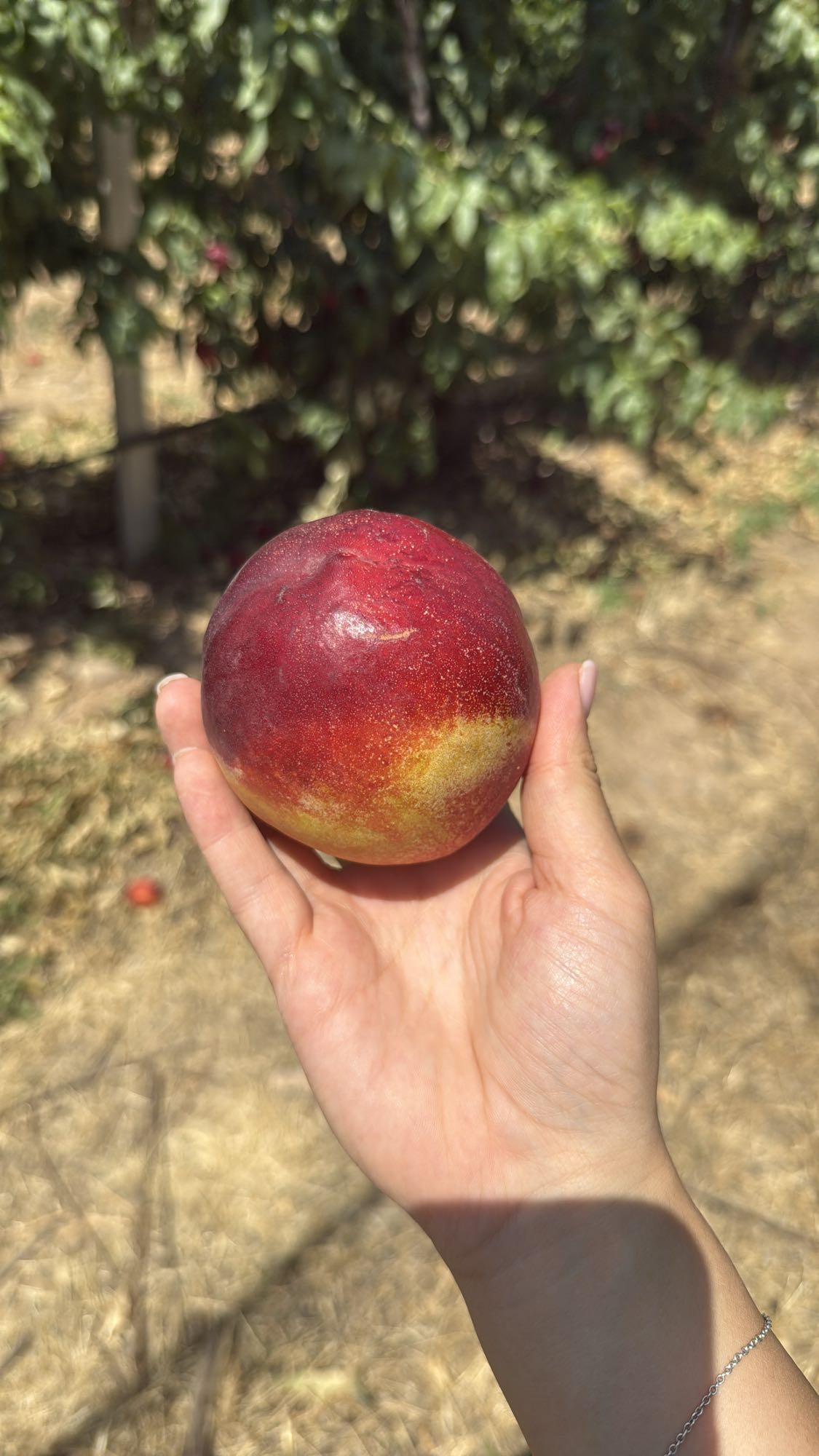 нектарин свежий