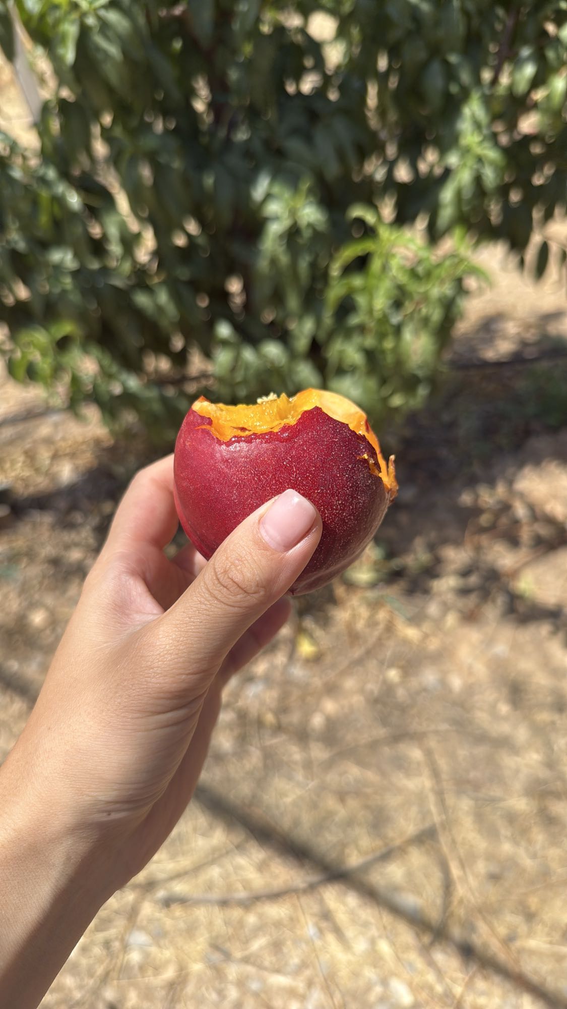 свежий нектарин