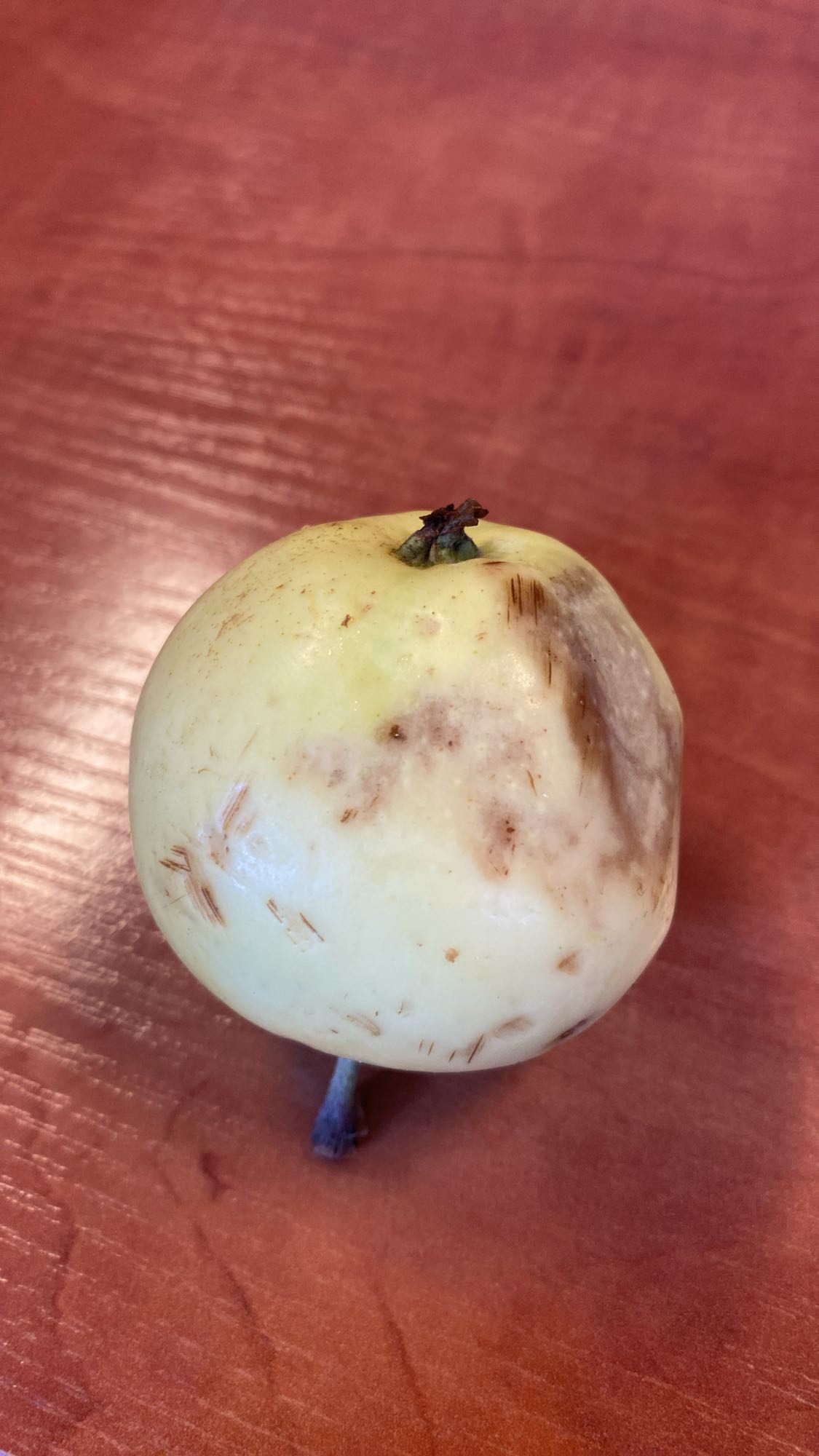 Jabłko z plamami