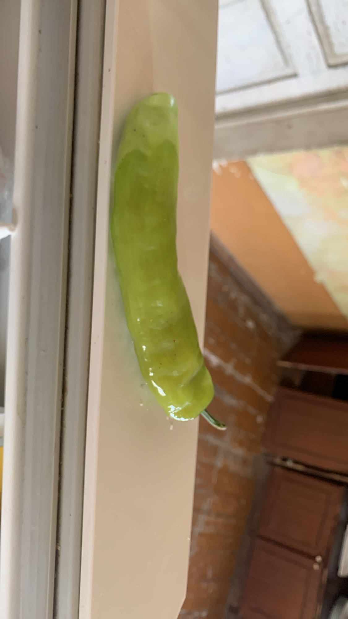 зелёный перец