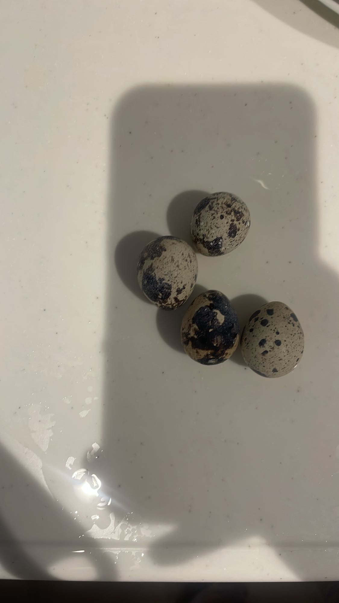 Quail Eggs Snack