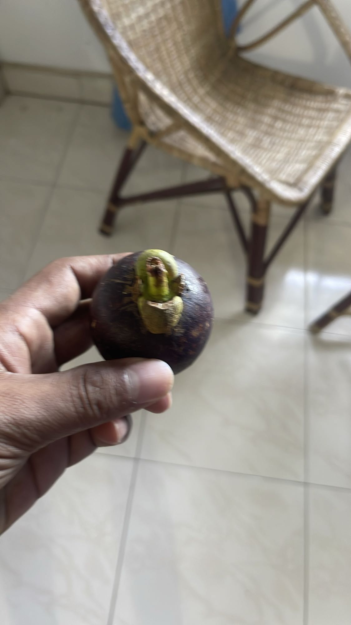 Fresh Mangosteen