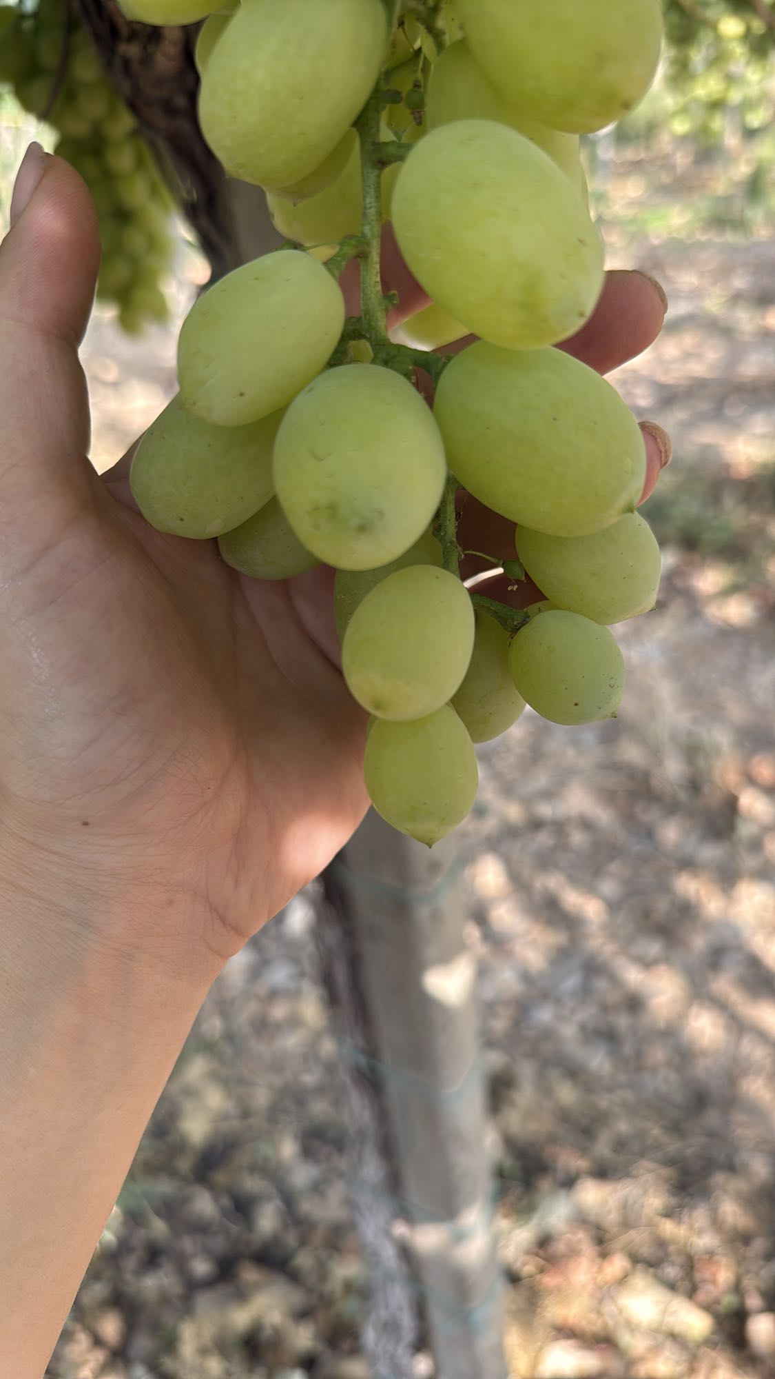 зелёный виноград