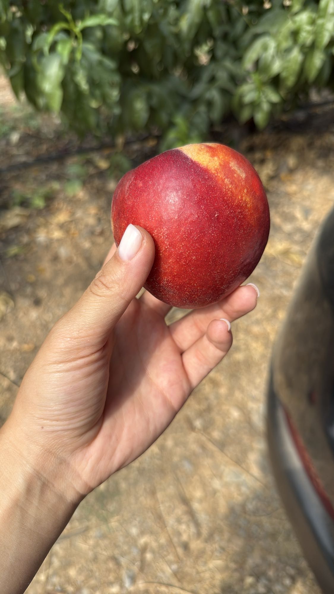 нектарин свежий