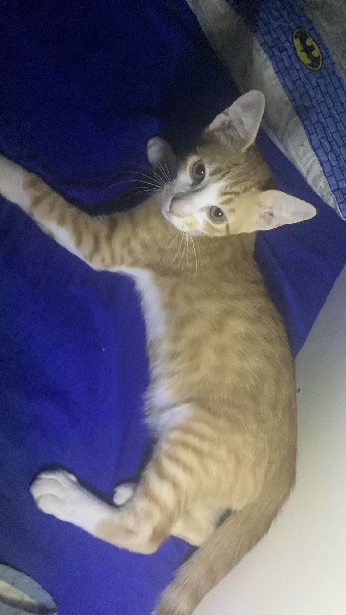 Aucun aliment visible