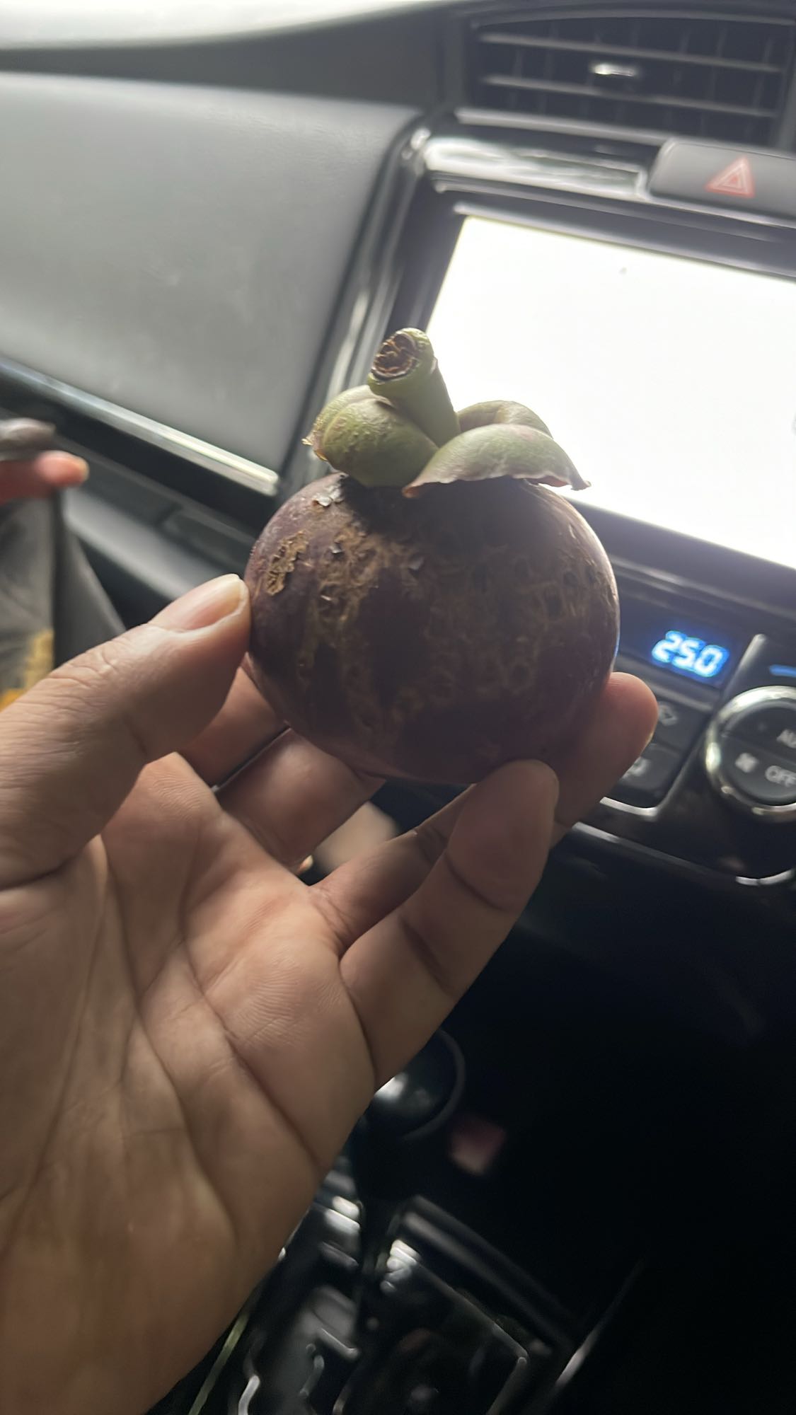 Whole Mangosteen Fruit
