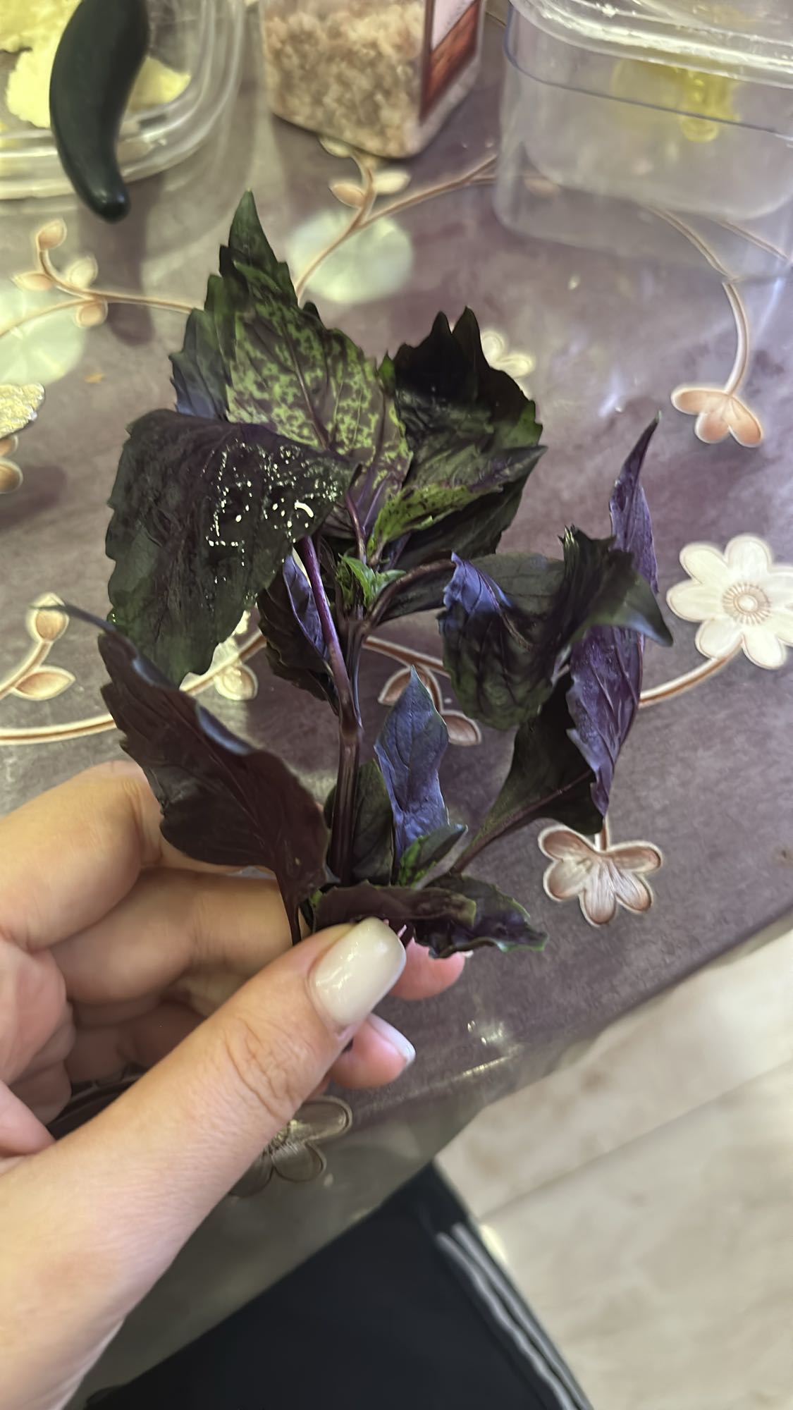 Purple basil sprig