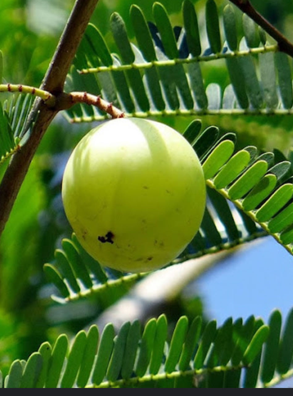 Fresh Amla Fruit