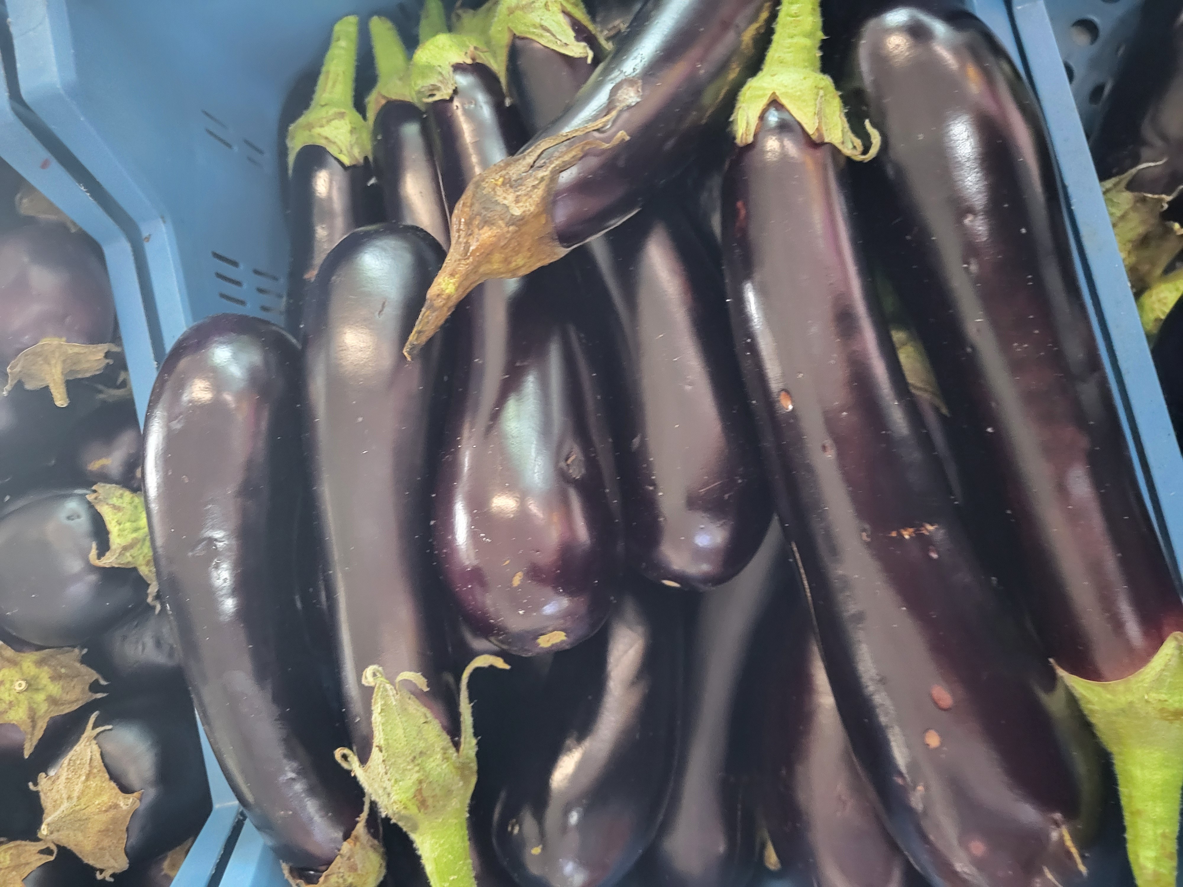 Aubergine